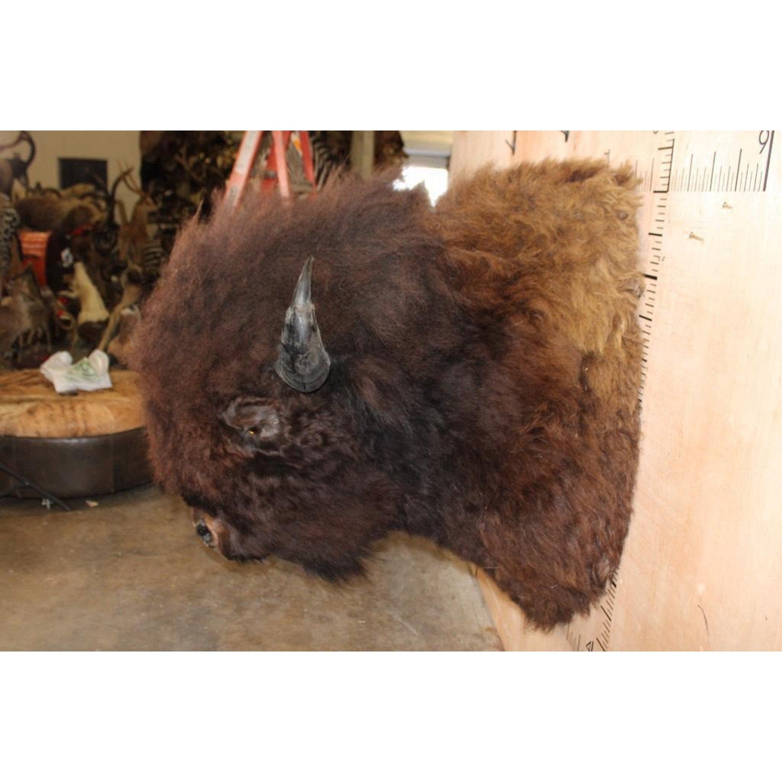 FHBRENT1 - XXL BISON Shoulder Mount Taken in the Northwest Territory (Canada)