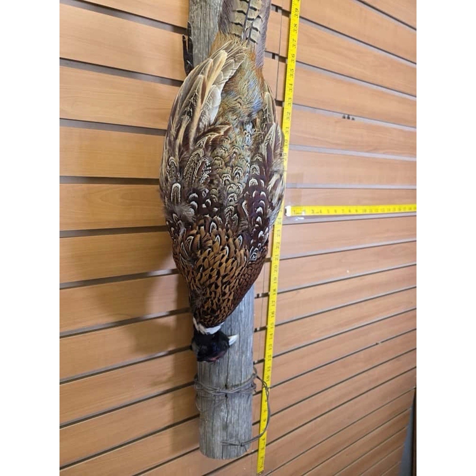 JTV237 - Pheasant Taxidermy Mount Bird
