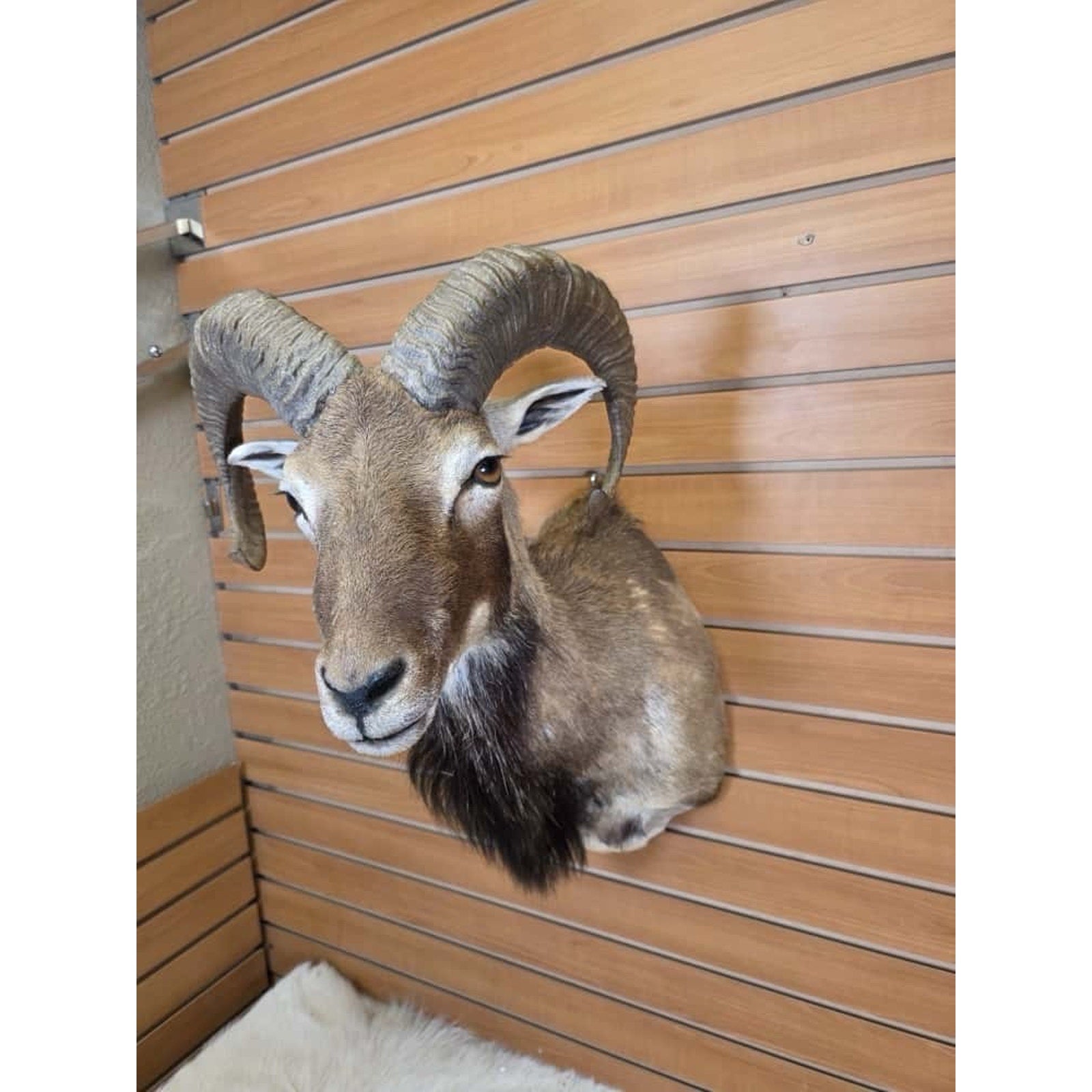 FHMN2 - Mouflon Ram taxidermy shoulder mount