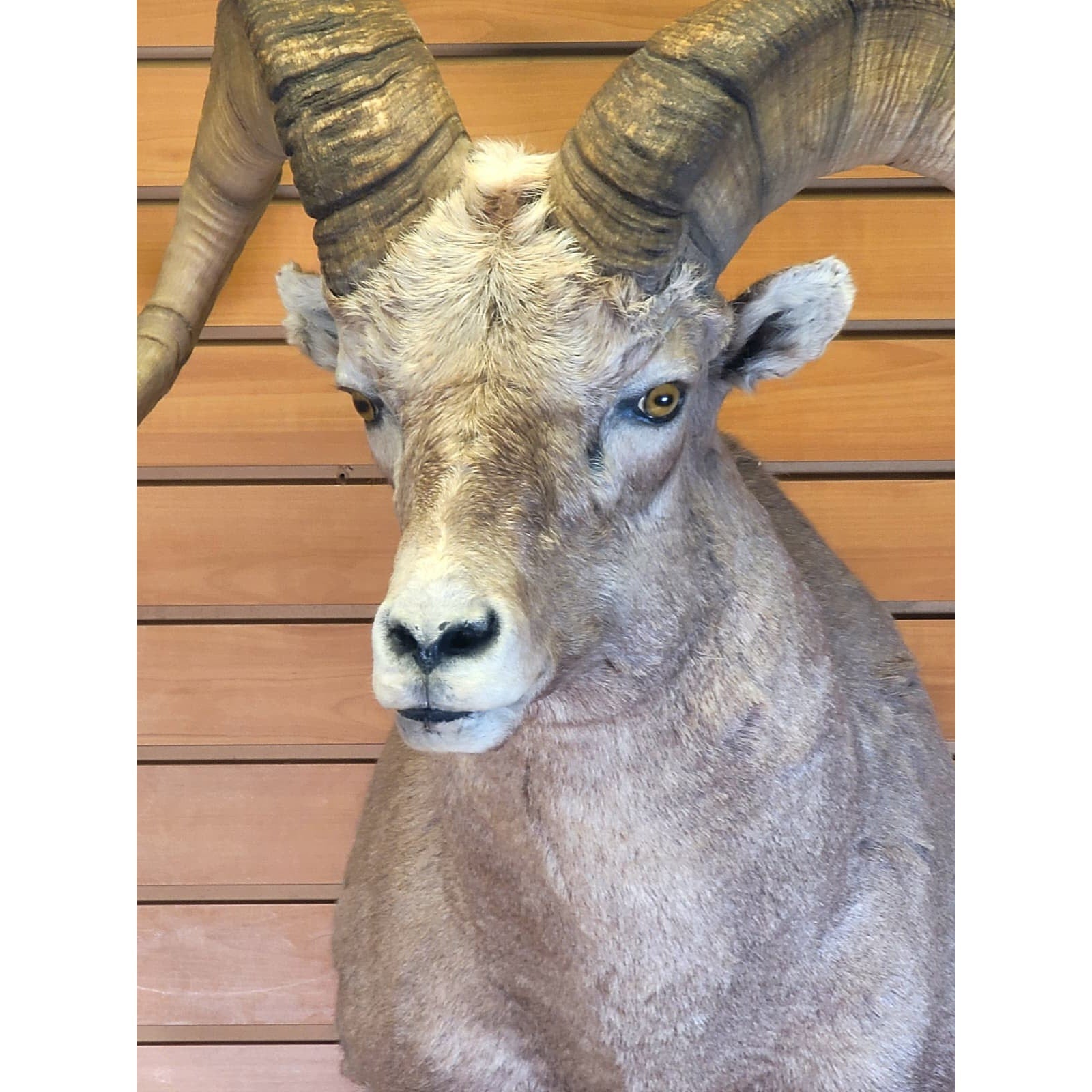 FHRAM301 - Bighorn Sheep Head – Taxidermy Mount