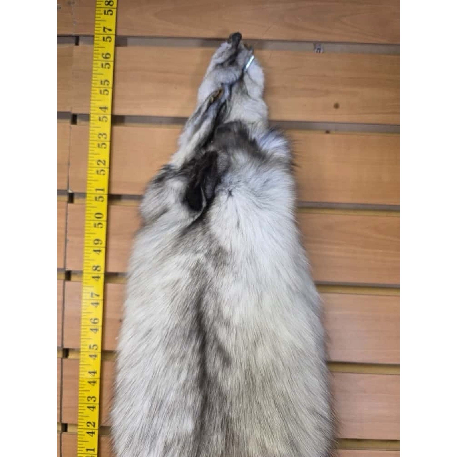 FHCM7- Blue Ranch Fox Soft Tanned Furs Taxidermy