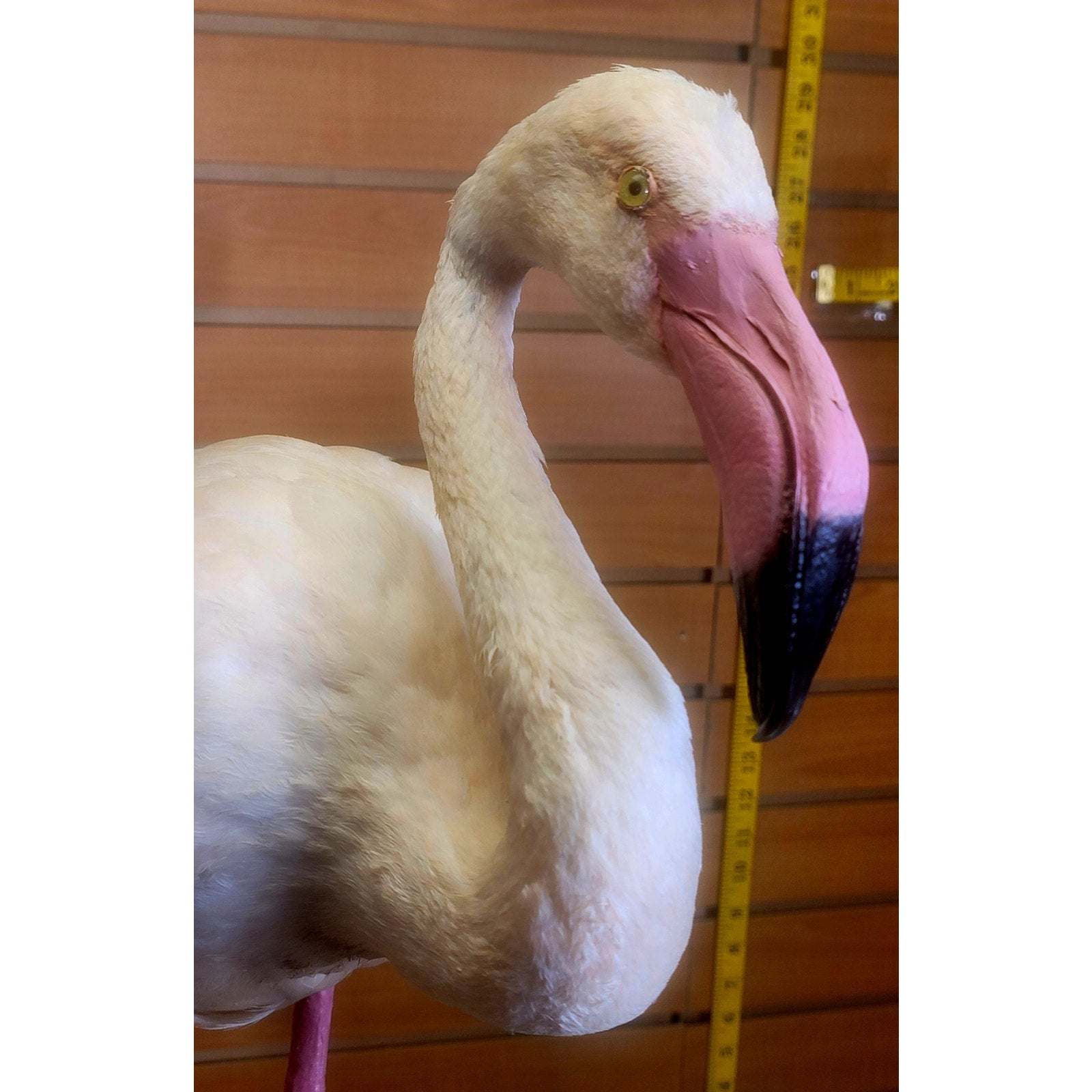 FHFLA302- Chilean Flamingo Lifesize Taxidermy Mount
