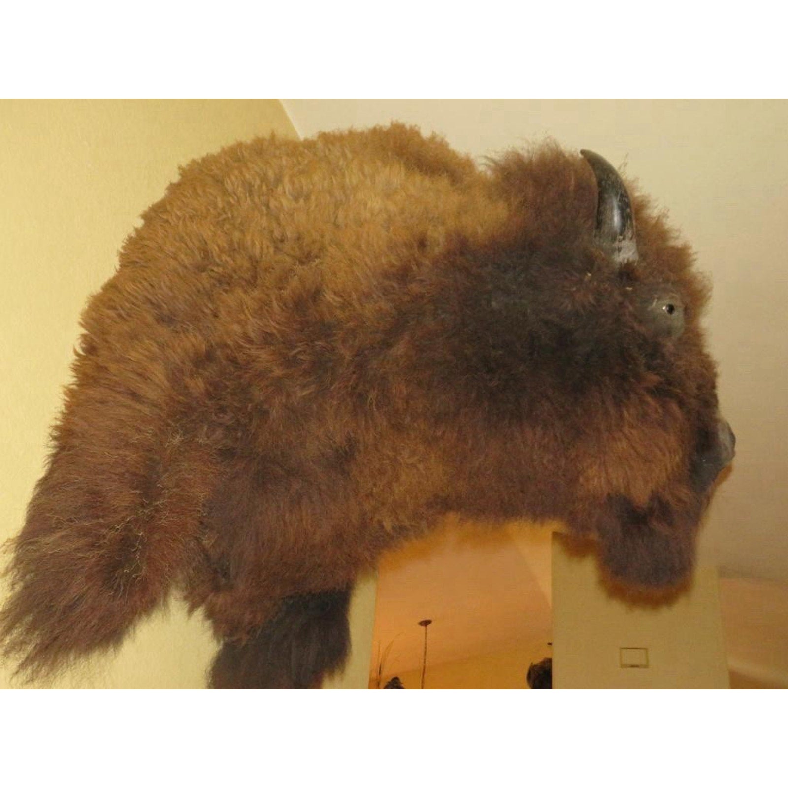FHPROX1 - Monster Buffalo Bison Taxidermy Shoulder mount Free Shipping