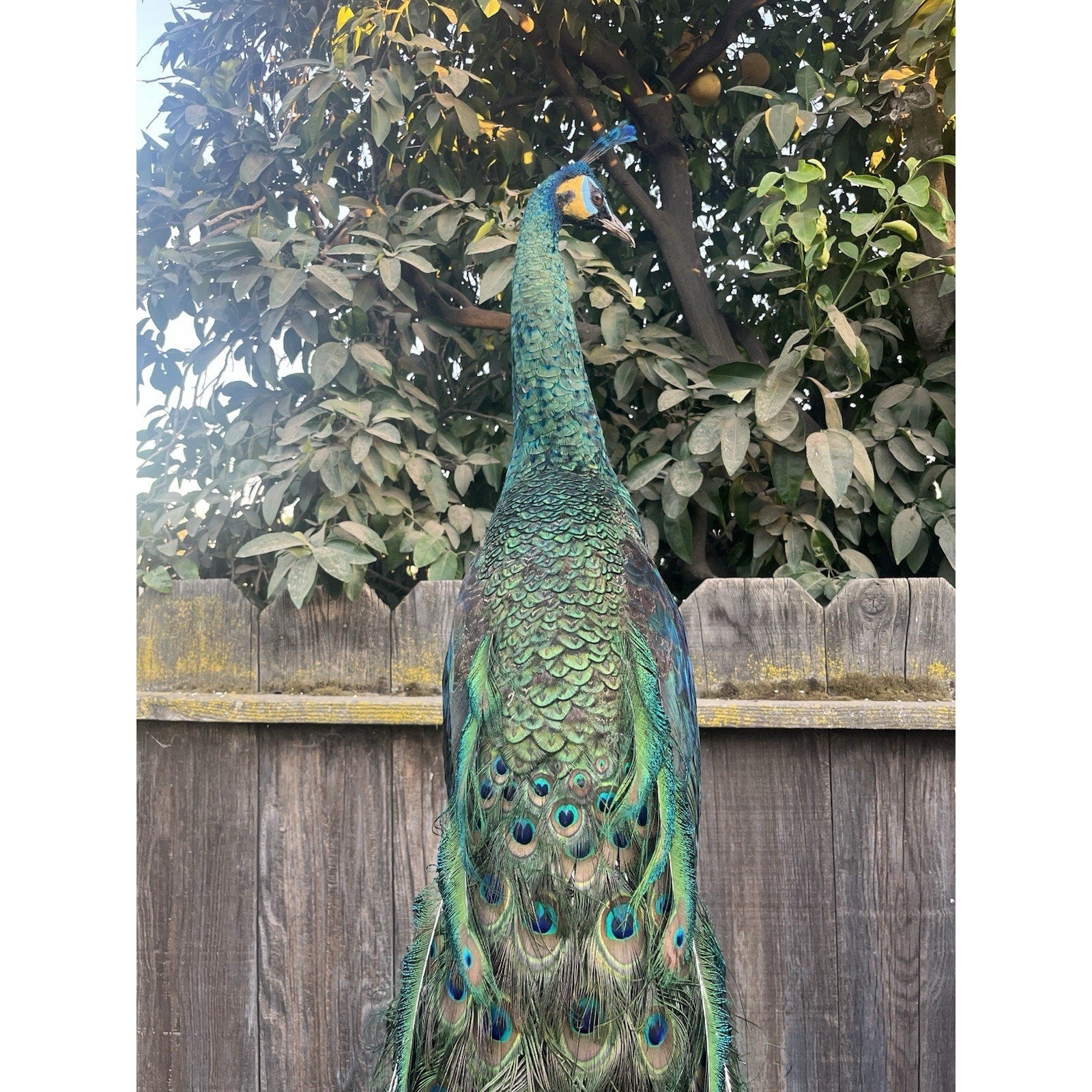 FHJOEL333-Real Java PEACOCK Taxidermy Mount museum quality