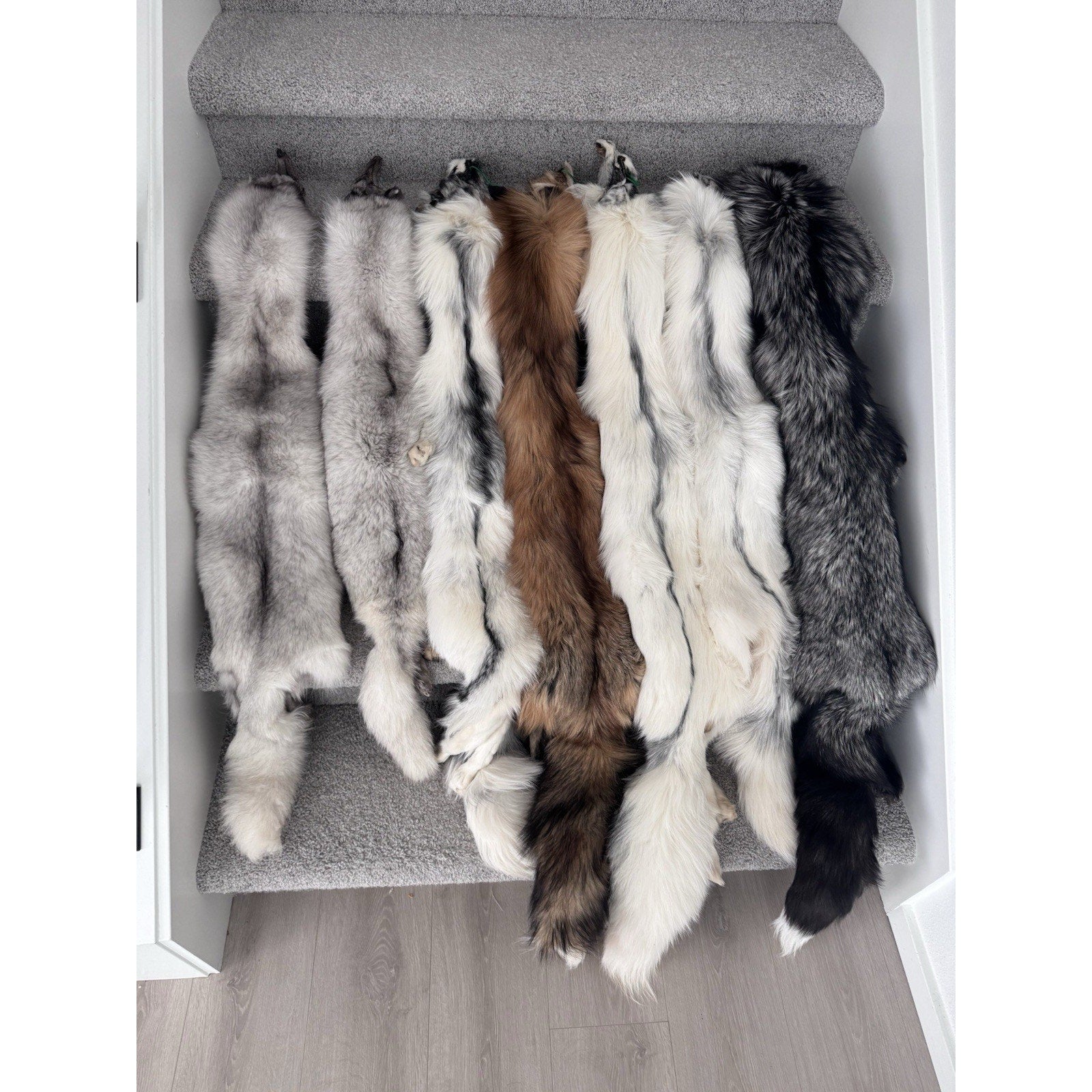 FHJAY793 - Mountable Premium Fox Full Body Hide For Taxidermy