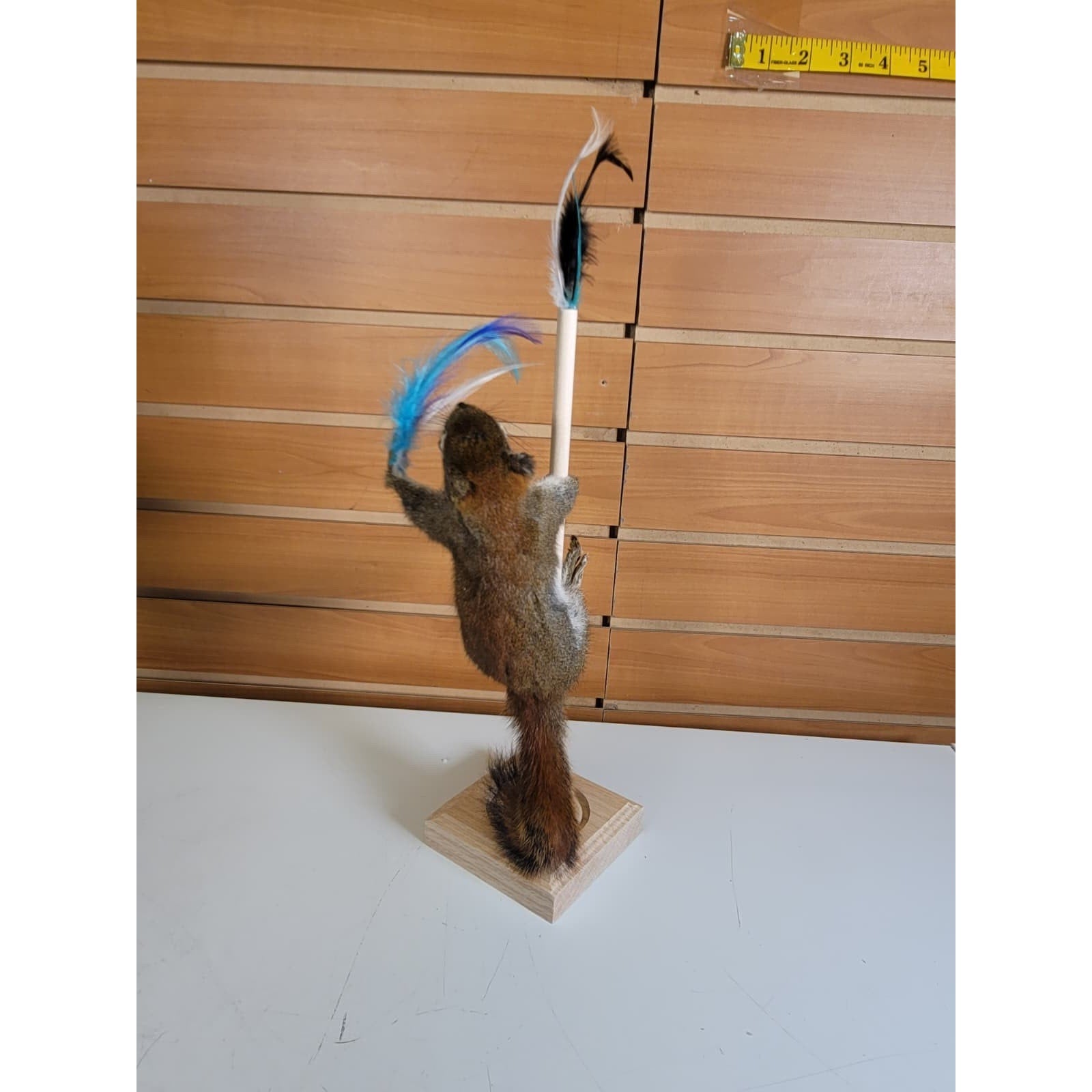 FHSQ310 - Stripping American Red Squirrel Taxidermy Mount