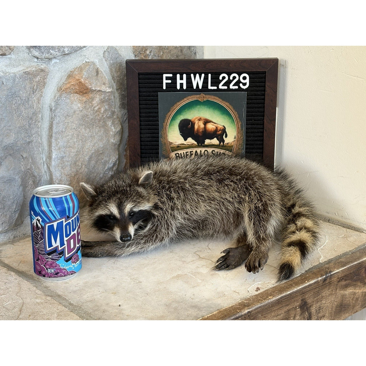 FHWL229 -baby Raccoon Taxidermy Mount