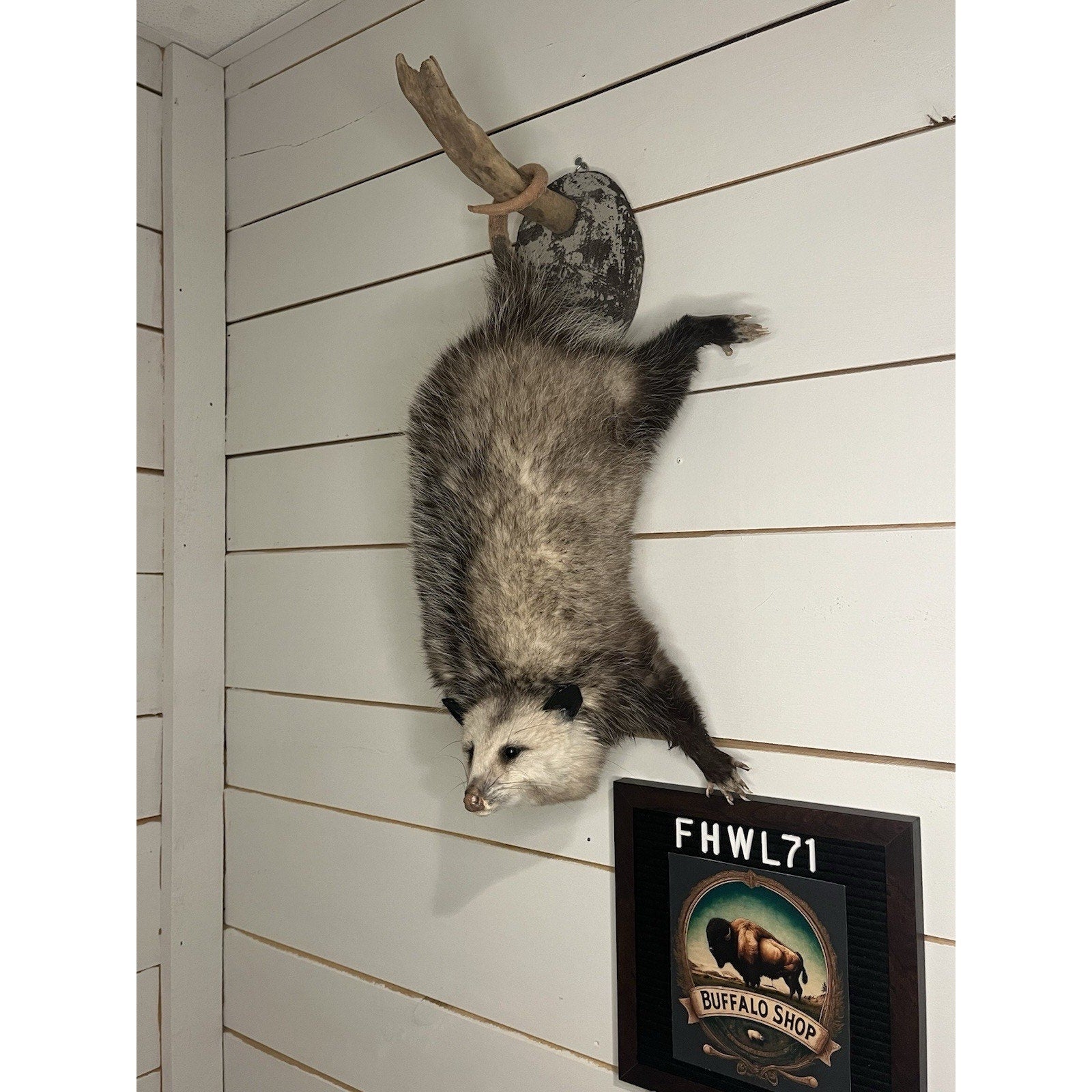 FHWL71 - Fat Opossum Hanging Taxidermy Full Body Mount