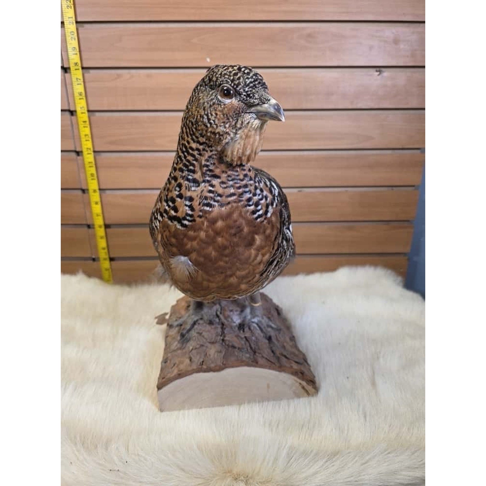 JTV231 - Western Capercallie Grouse Hen