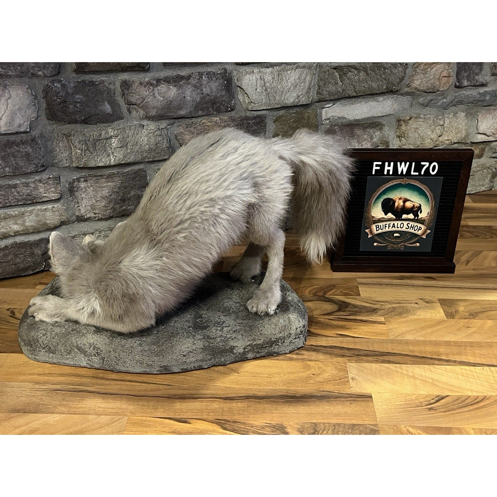 FHWL70 - Ranch Fox Pup Taxidermy Full Body Mount