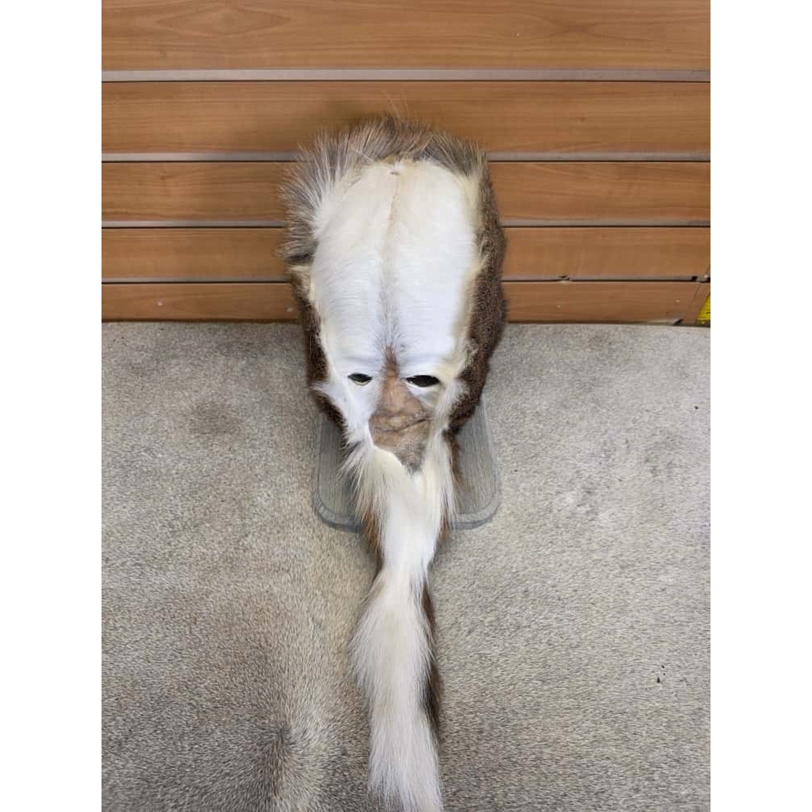 FHCM21 - Skunk Ape Table Top Pedestal Taxidermy Mount