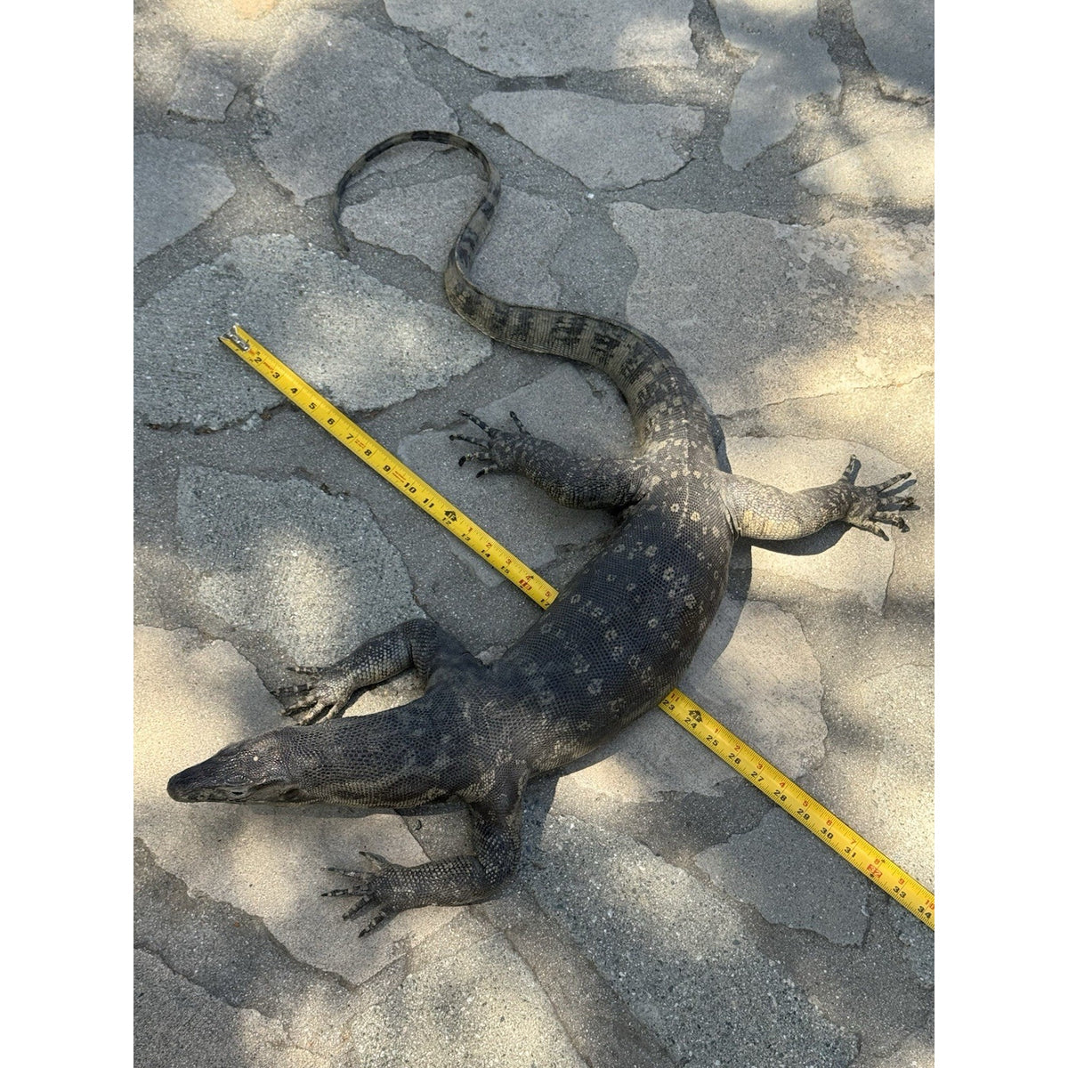 FHDAR629 - Massive Black Monitor Lizard Taxidermy Full Body Mount