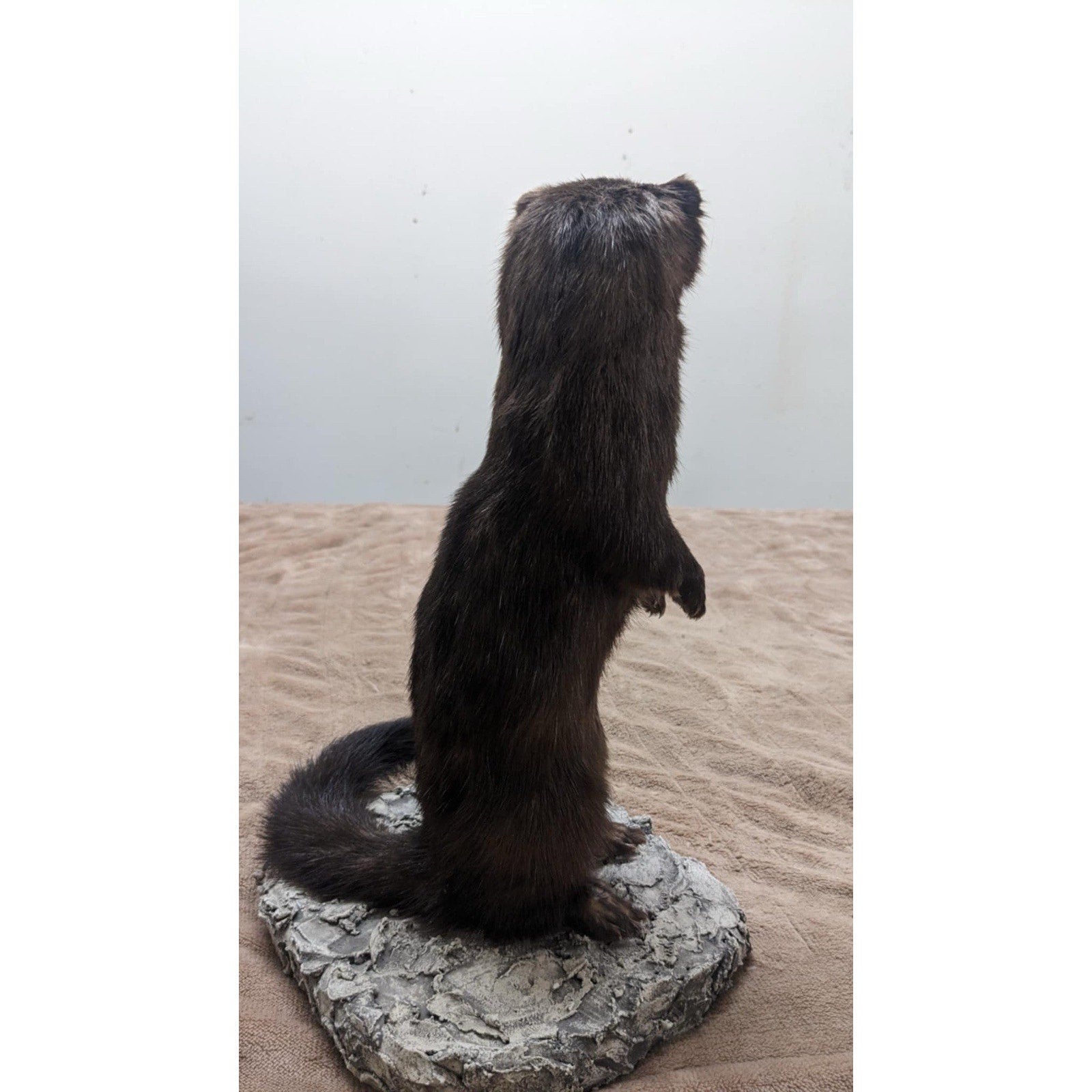 Full Mink Real Taxidermy Mount