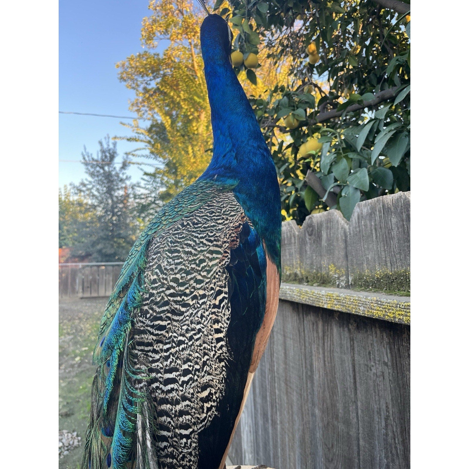 India Blue Real PEACOCK Taxidermy Mount museum quality