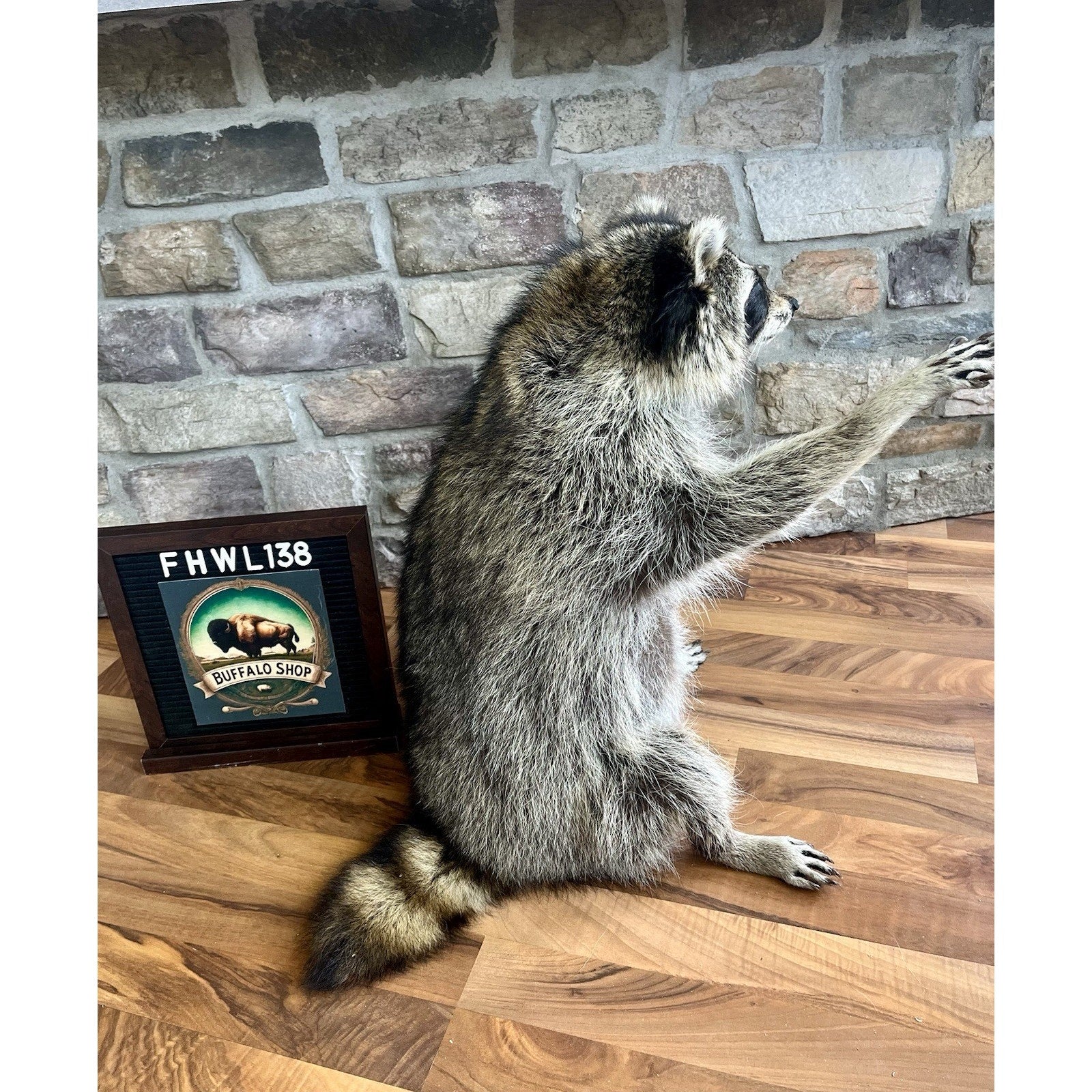 FHWL138 - Fat Raccoon Taxidermy Mount