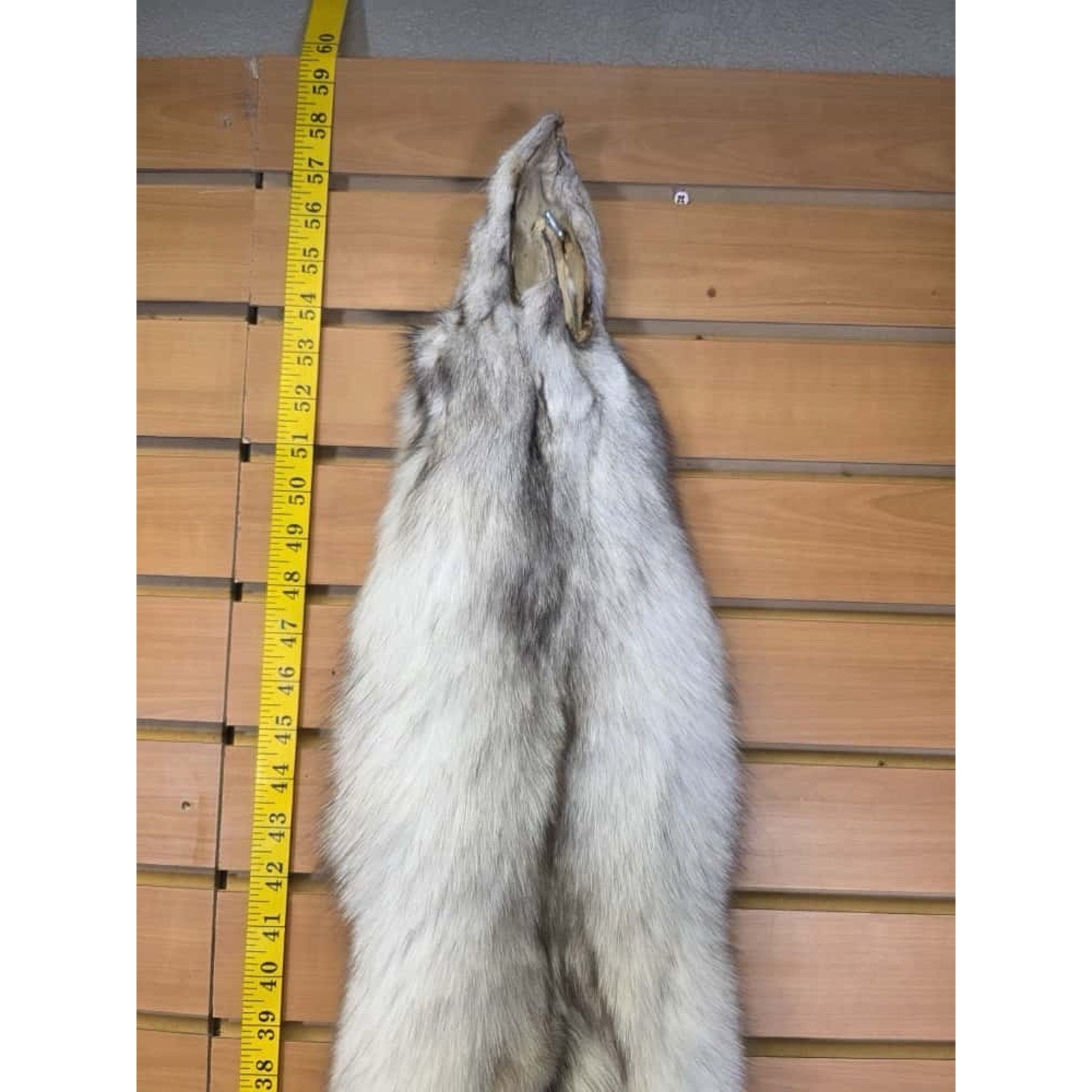 FHCM7- Blue Ranch Fox Soft Tanned Furs Taxidermy