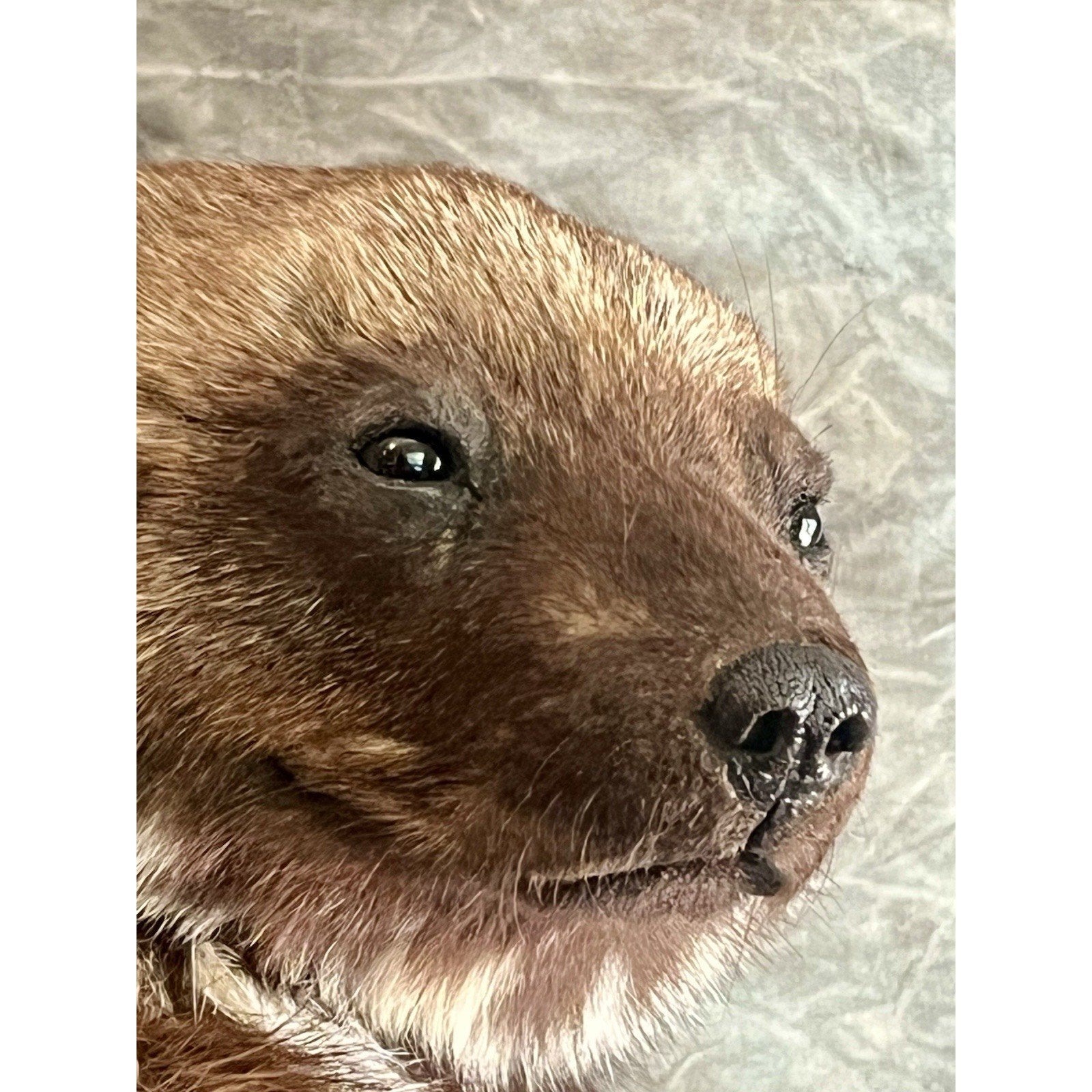 FHWOLV46-Beautiful Real Alaskan Wolverine Prime Fur Taxidermy Mount
