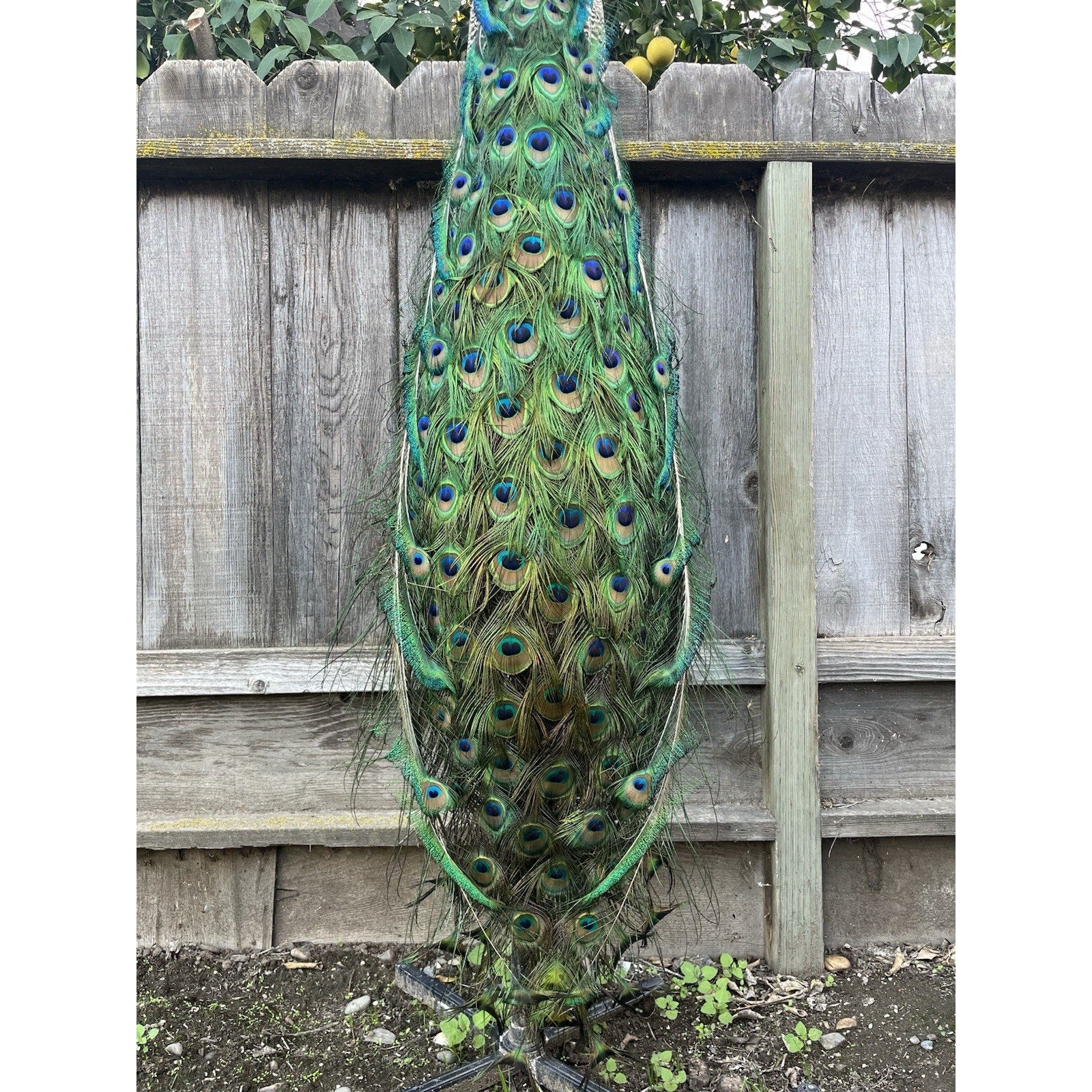 India Blue Real PEACOCK Taxidermy Mount museum quality