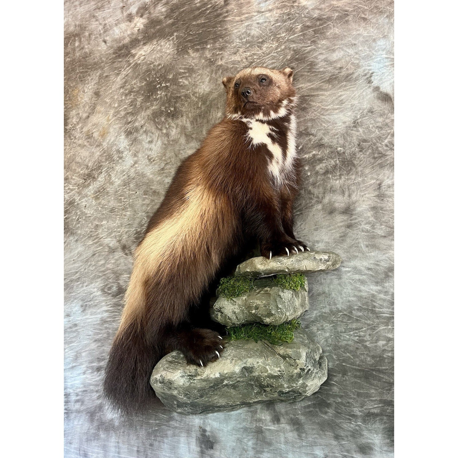 FHWOLV46-Beautiful Real Alaskan Wolverine Prime Fur Taxidermy Mount