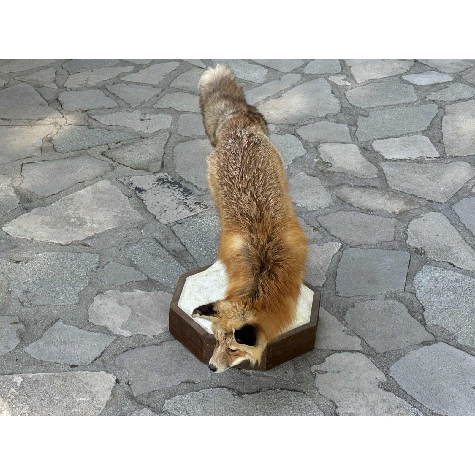 FHDARIUS1 - Red Fox Taxidermy Full Body Mount