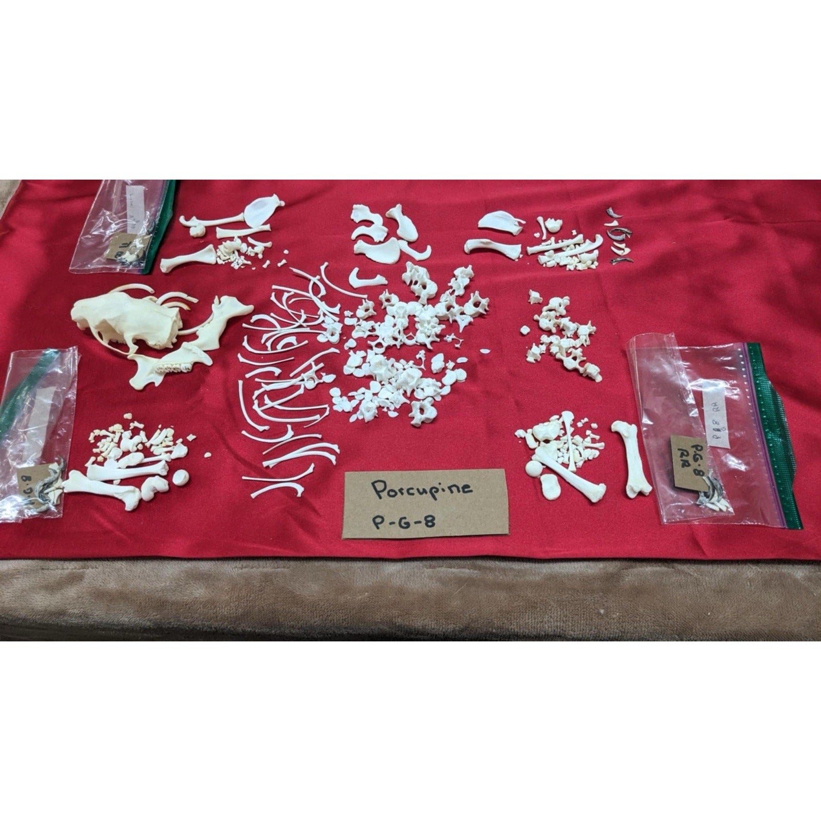 Full Porcupine Skeleton Professionally Cleaned For Articulation Taxidermy
