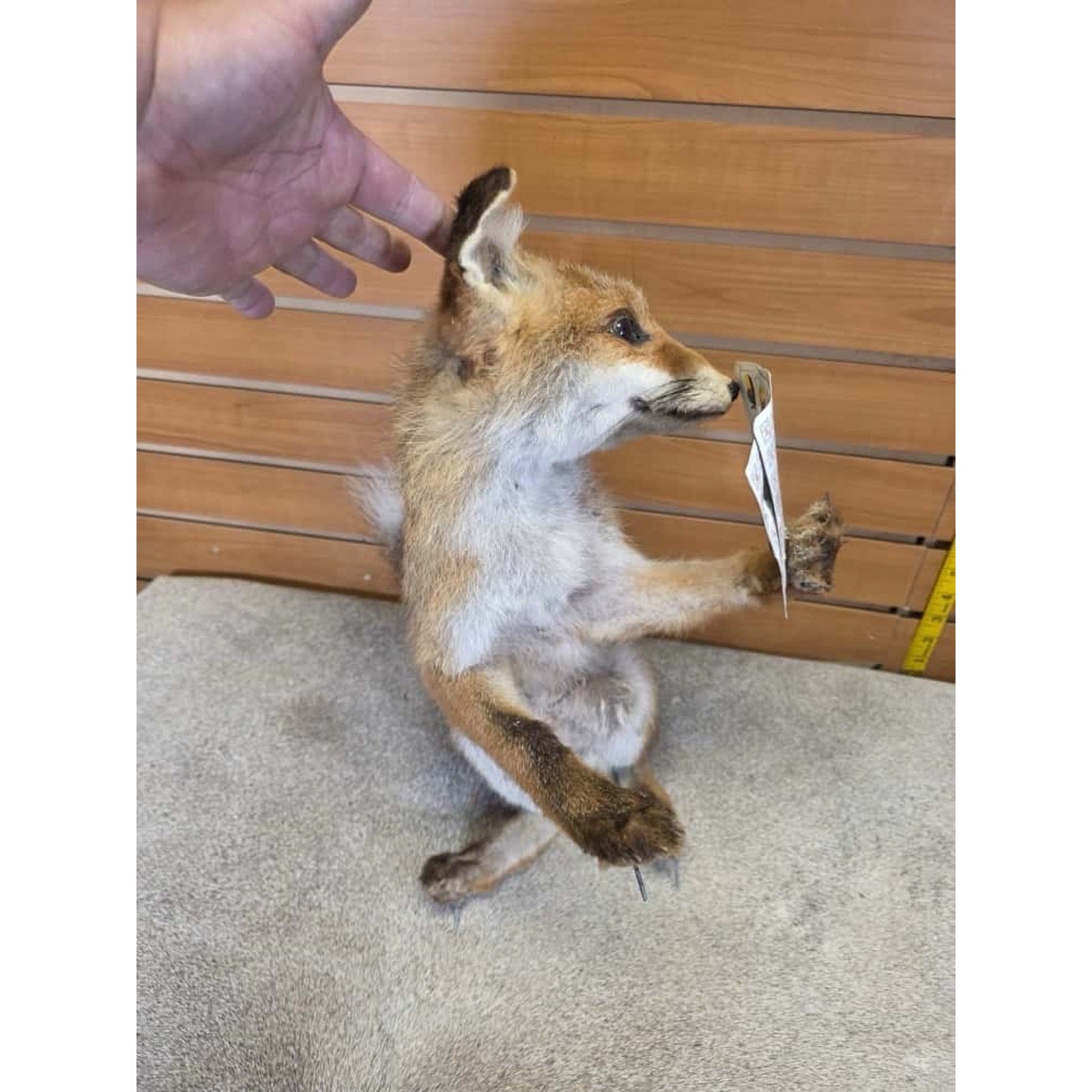JTV233 - baby fox taxidermy mount