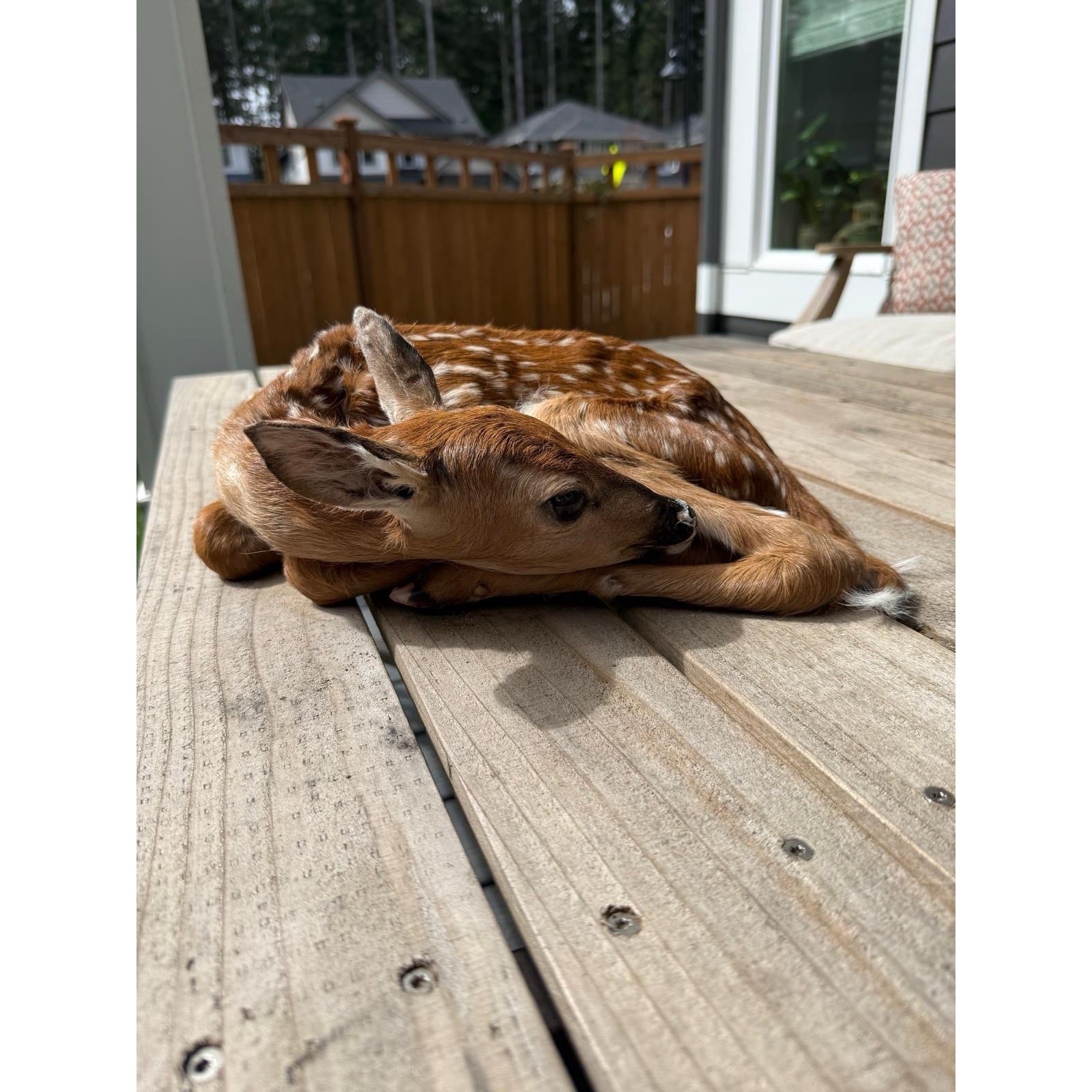 FHWAF3 - Fawn Lifesize Taxidermy Mount