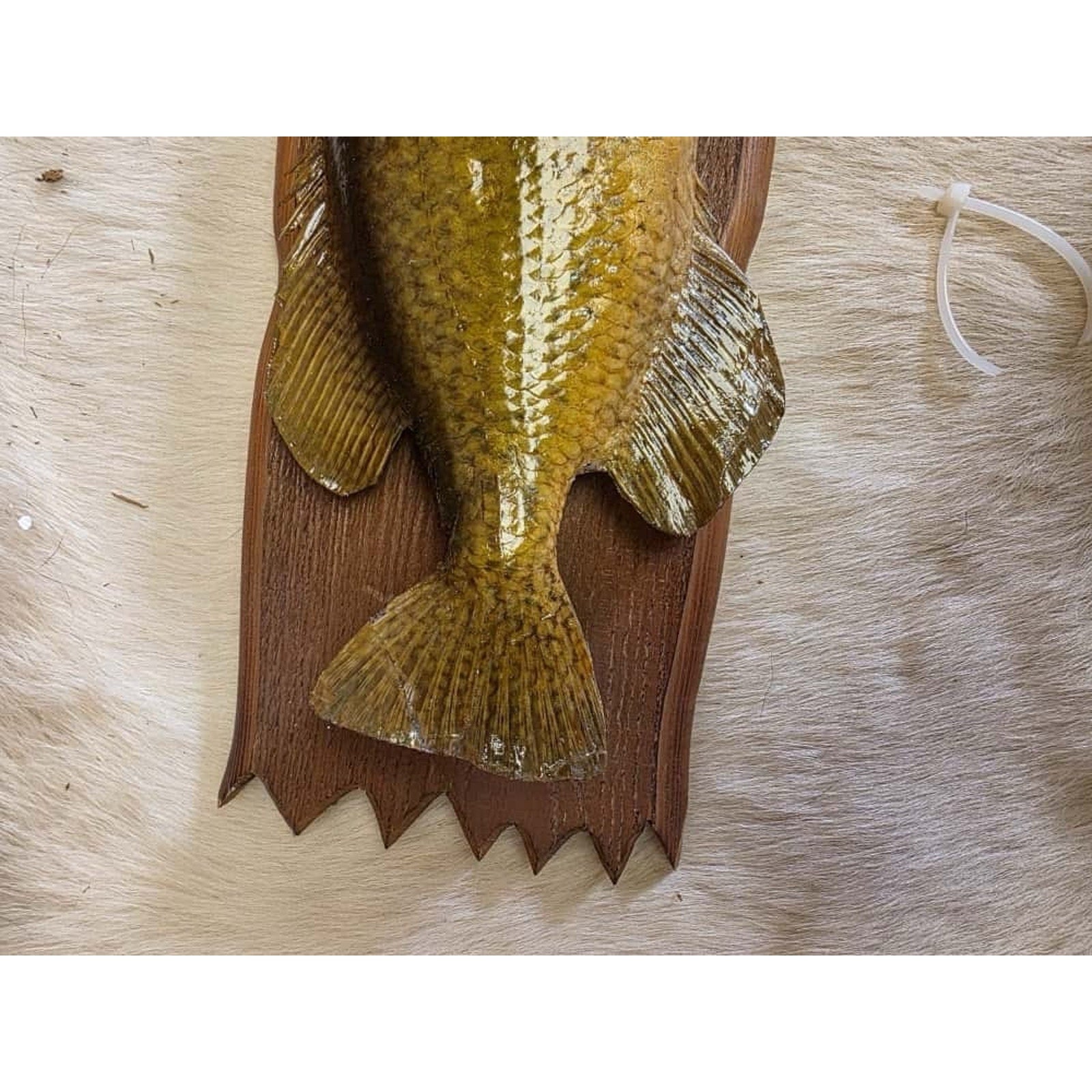 JTV219 - 13 1/2" Rock Bass Fish Real Skin Taxidermy Mount