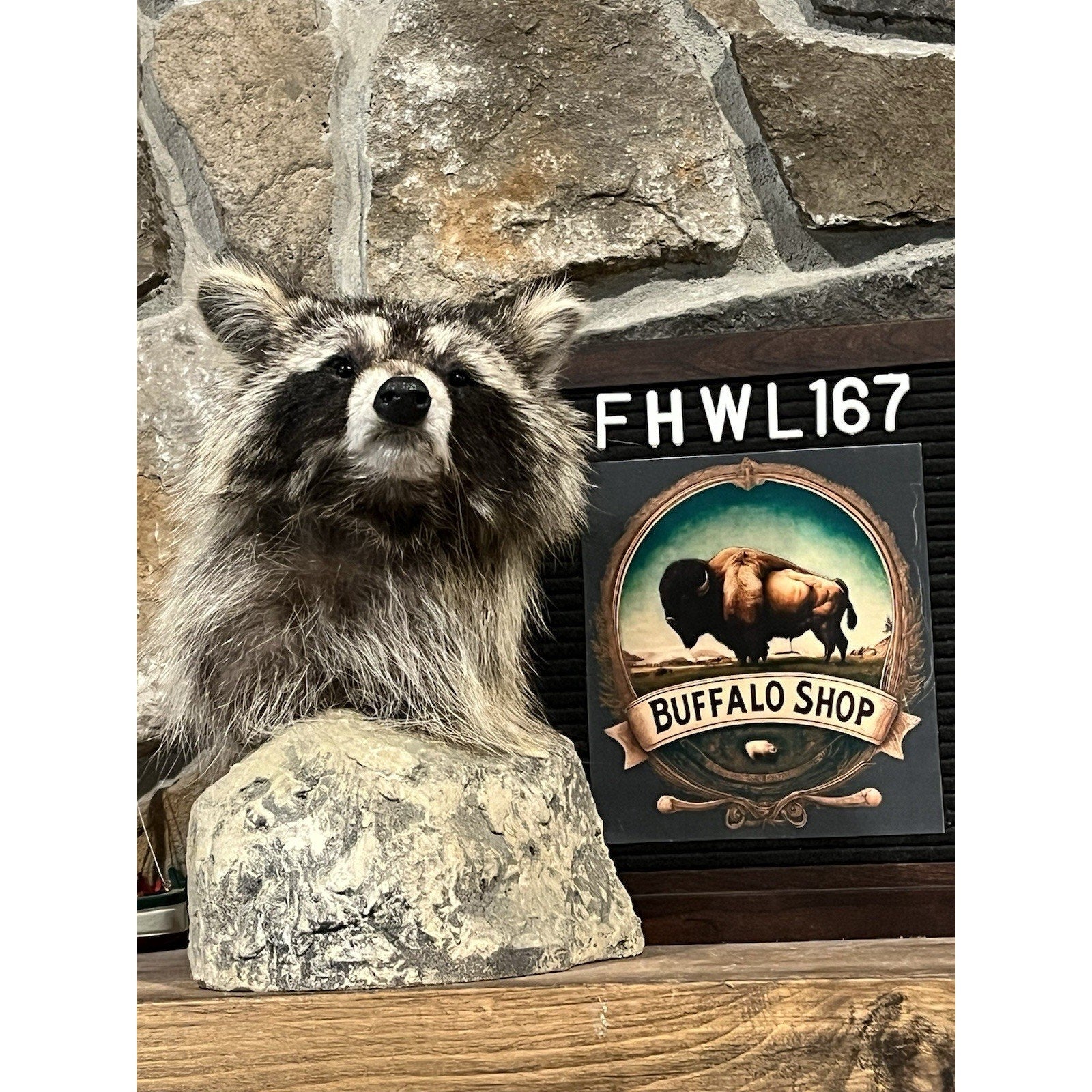 FHWL167 -premium Raccoon Pedestal Taxidermy Mount
