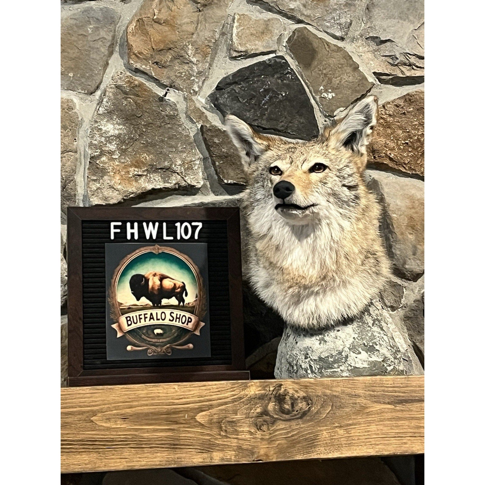 FHWL107 - Coyote Shoulder Museum Quality mount Taxidermy