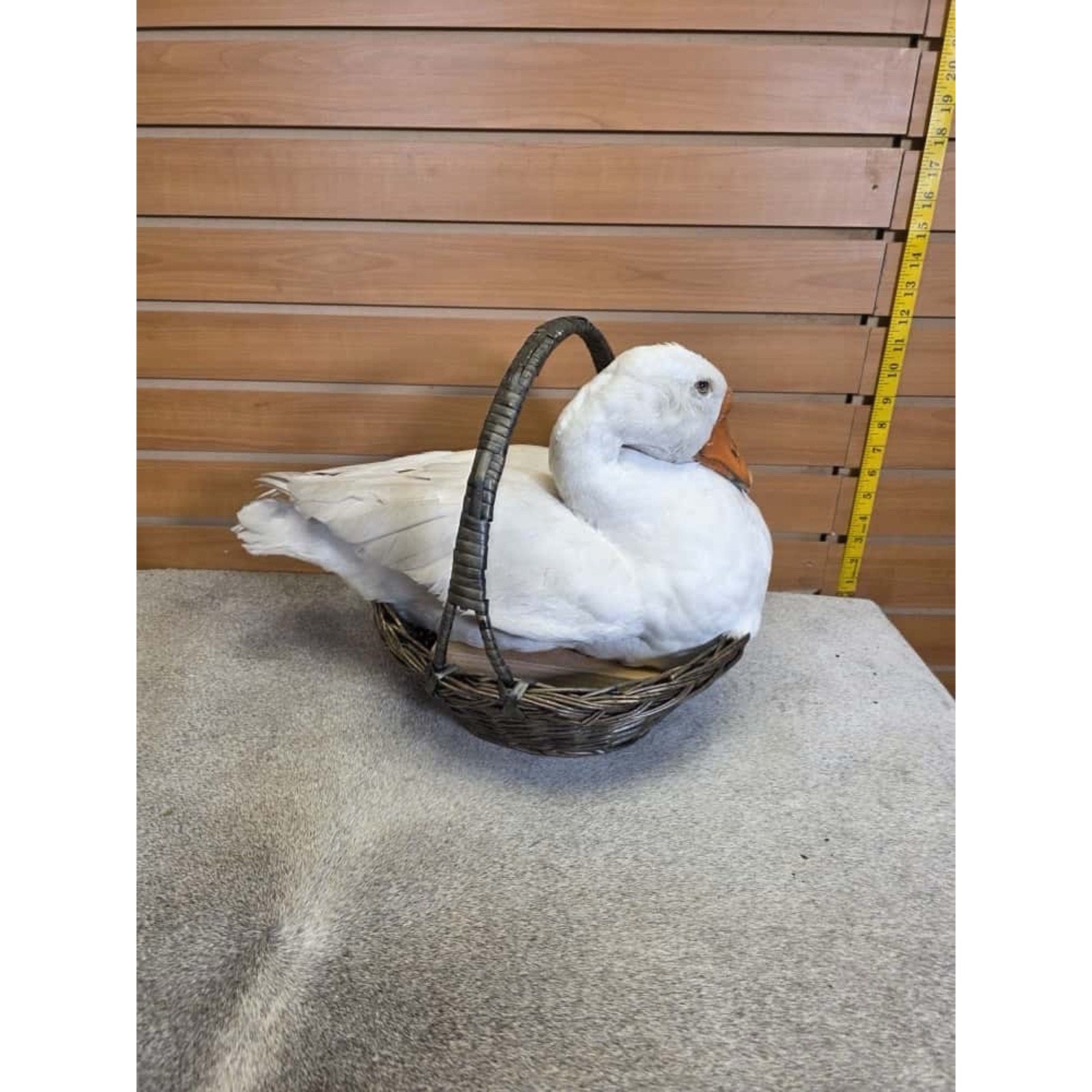 FHCM23 - farm raised Chinese goose Taxidermy Mount