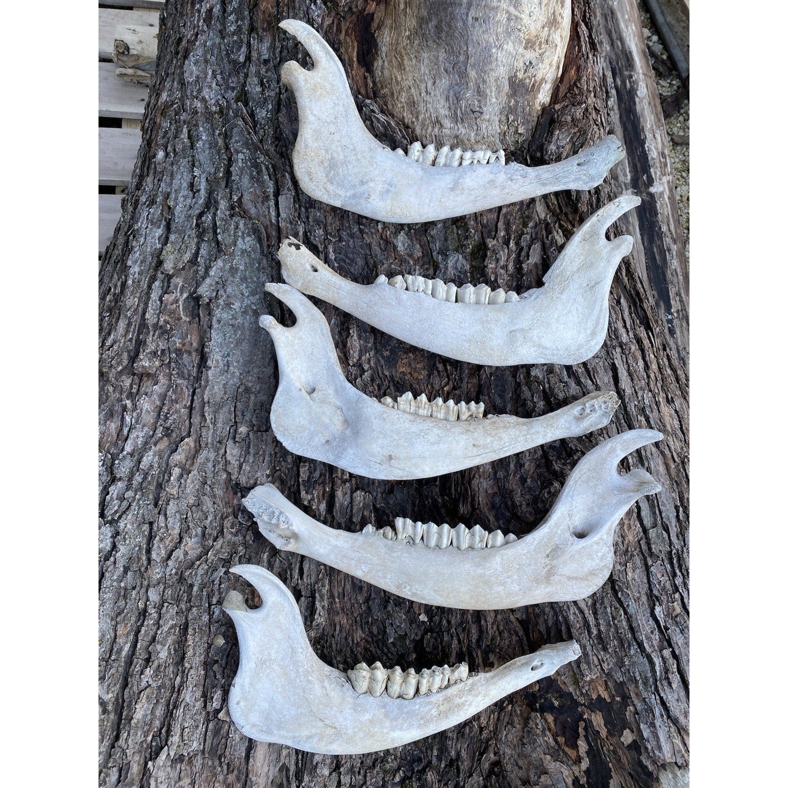 FHDAR738 - TAXIDERMY LARGE Buffalo/Bison JAW Bones Log Cabin 16"