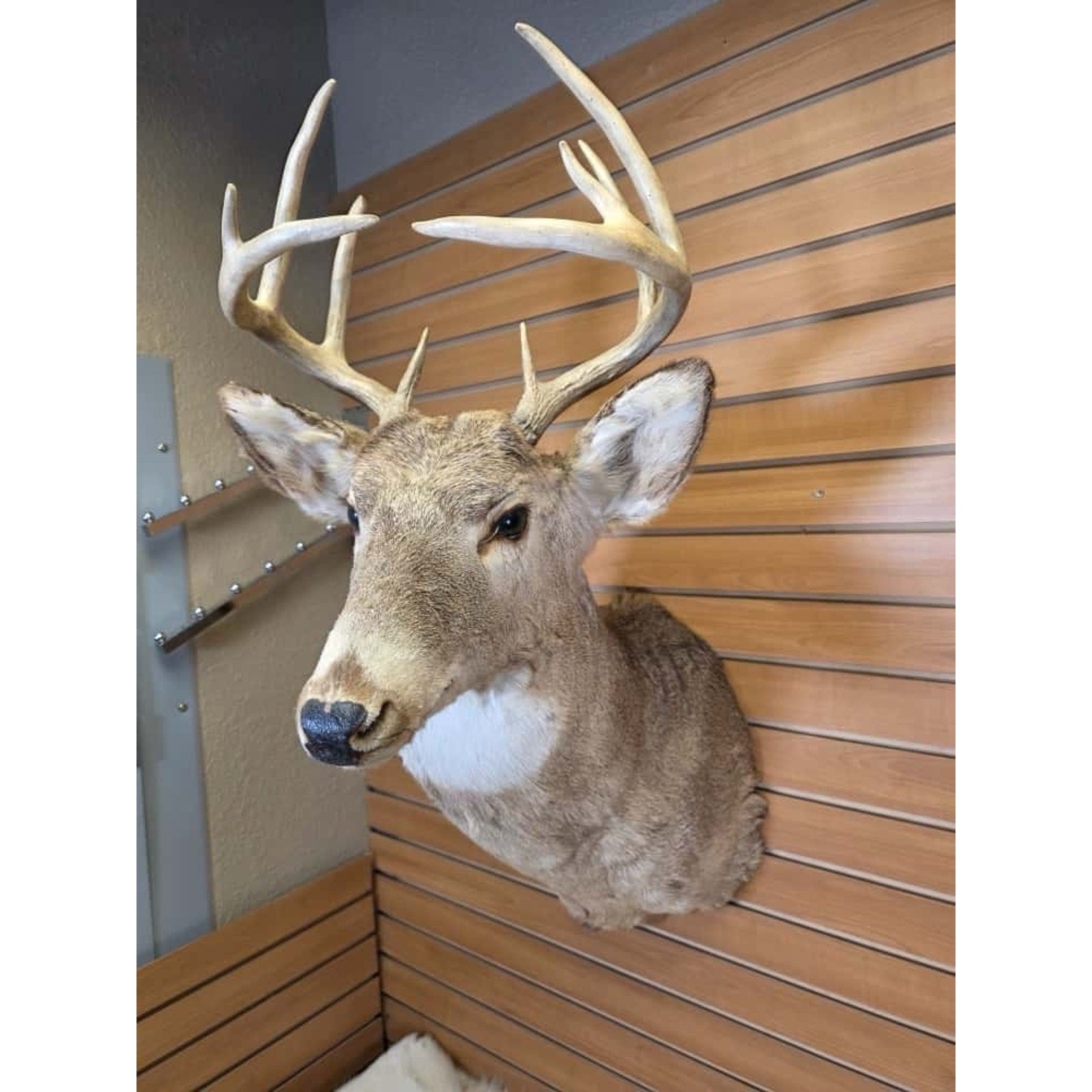 FHMN12- Whitetail Deer Real Antler Deer Taxidermy Mount