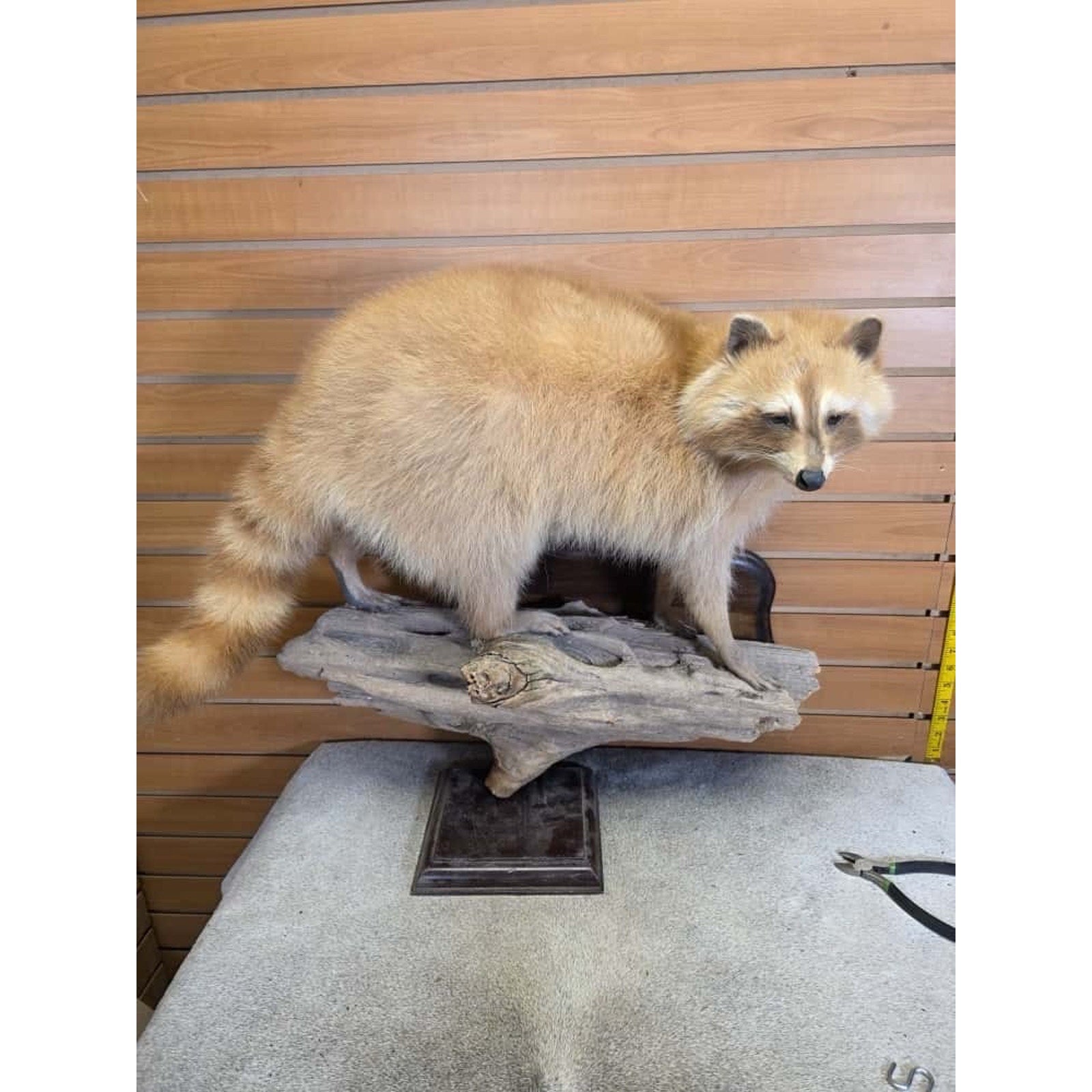 FHCM26 - Museum Quality Blonde Raccoon Taxidermy Mount