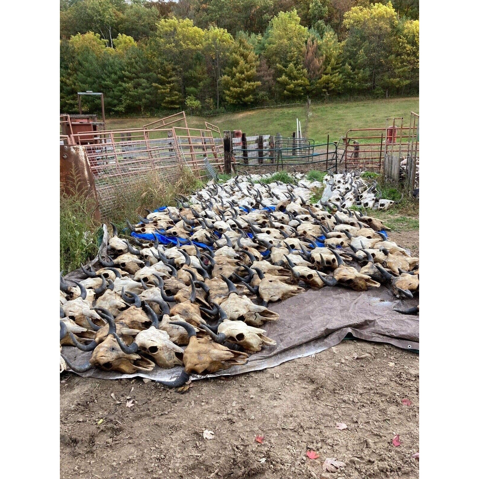 200 Buffalo Bison Head Skull Horns