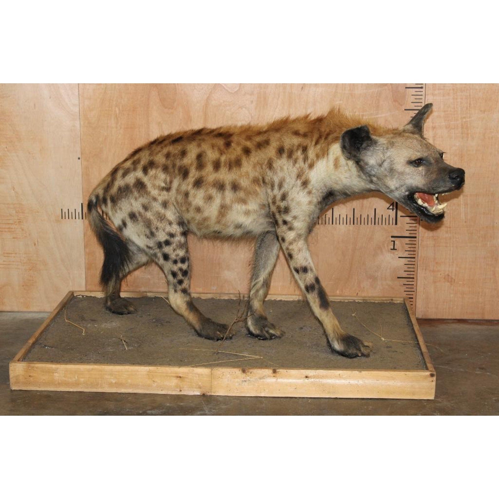 FHBRENT2 - XL Life-sized SPOTTED HYENA on a Wood Base