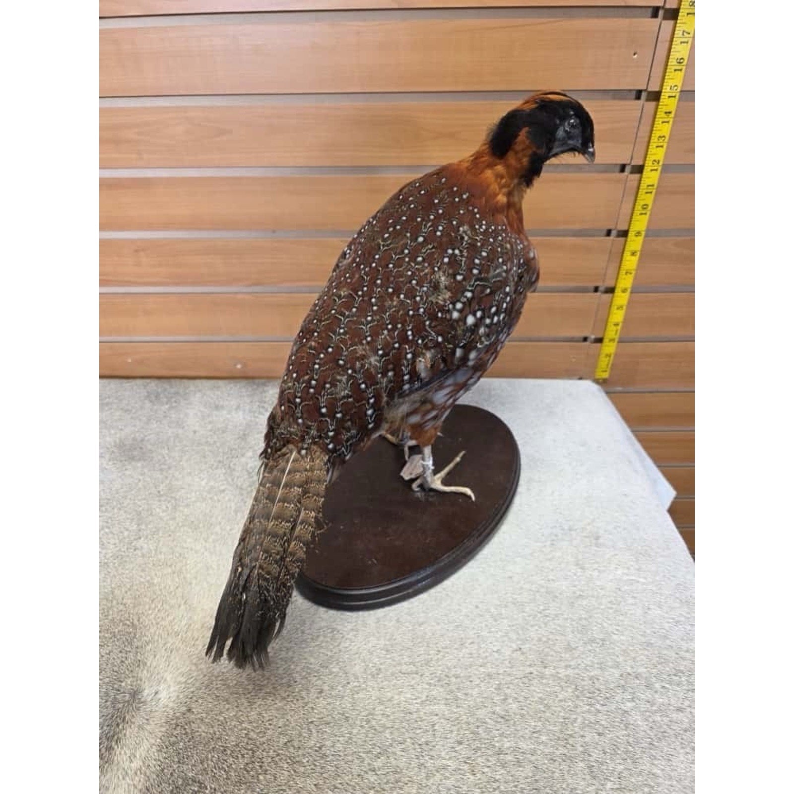 JTV235 - Temminck Tragopan pheasant male Bird Taxidermy