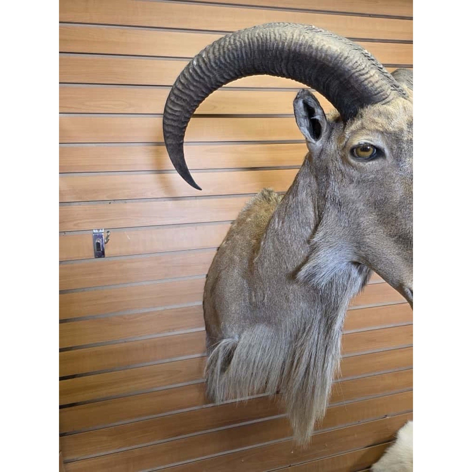 JTV30 - Aoudad taxidermy shoulder mount