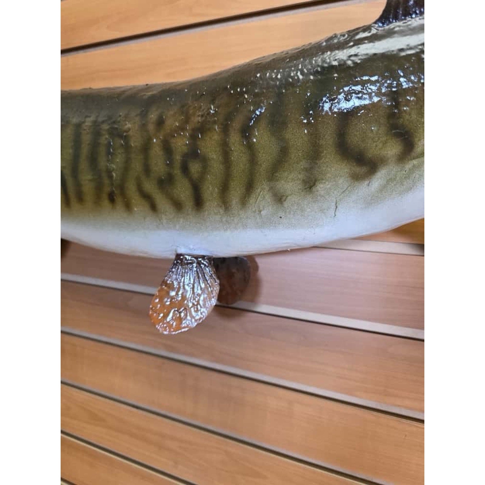 FHCM34 - Real Skin 35” Muskie Fish Taxidermy Wall Mount