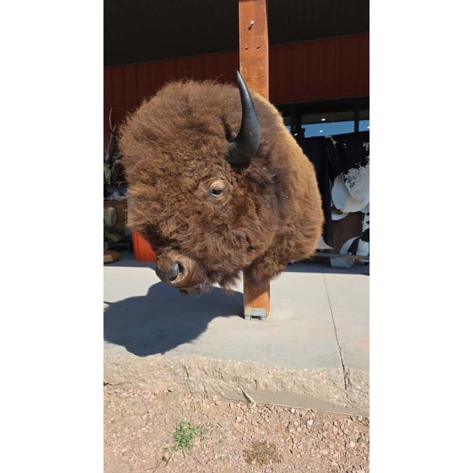 FHMN20 - Gorgeous Mounted Buffalo / Bison Taxidermy Head Shoulder Mount