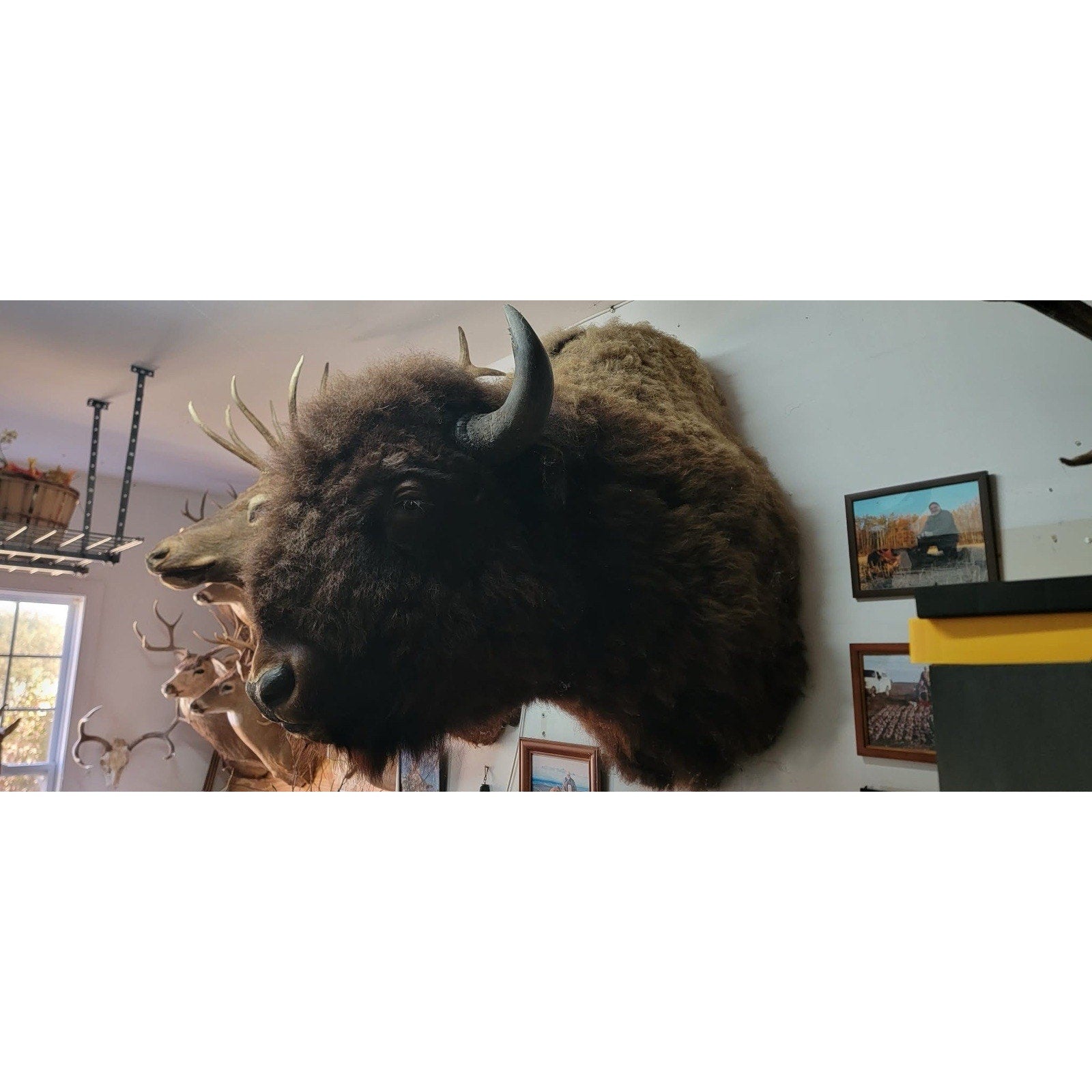FHFB1 - Massive Buffalo Bison Taxidermy Shoulder mount Bull