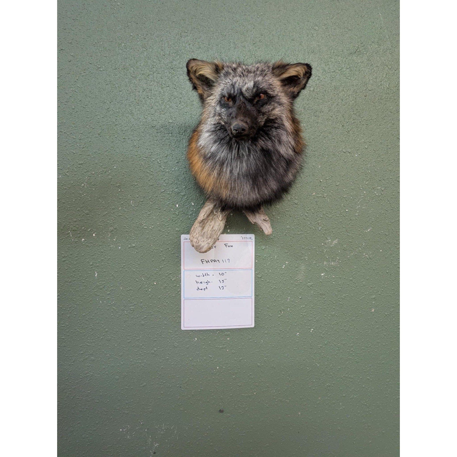 FHPAT118 - Cross Fox Taxidermy Shoulder mount