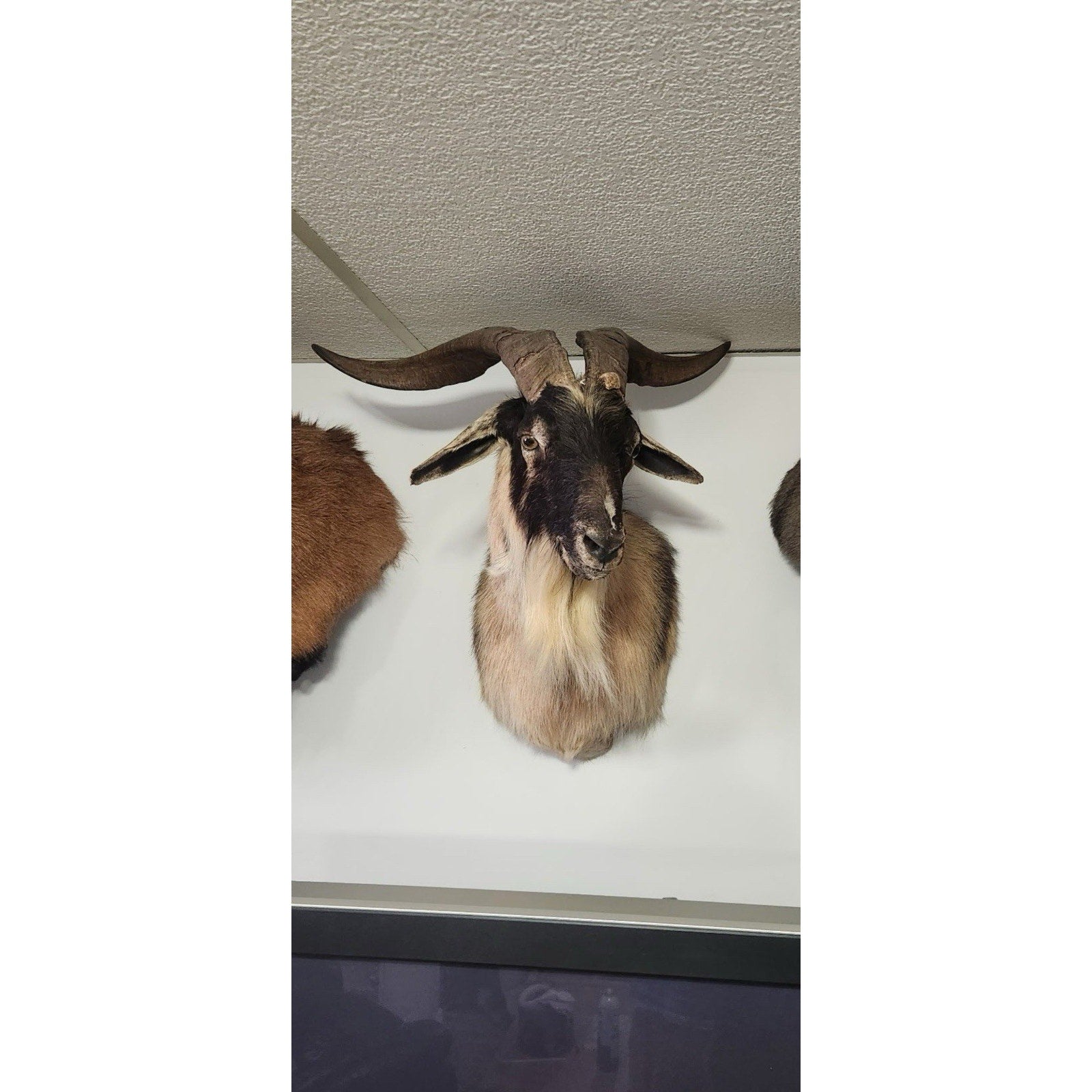 FHBRAD99 - Catalina Goat Taxidermy Mount