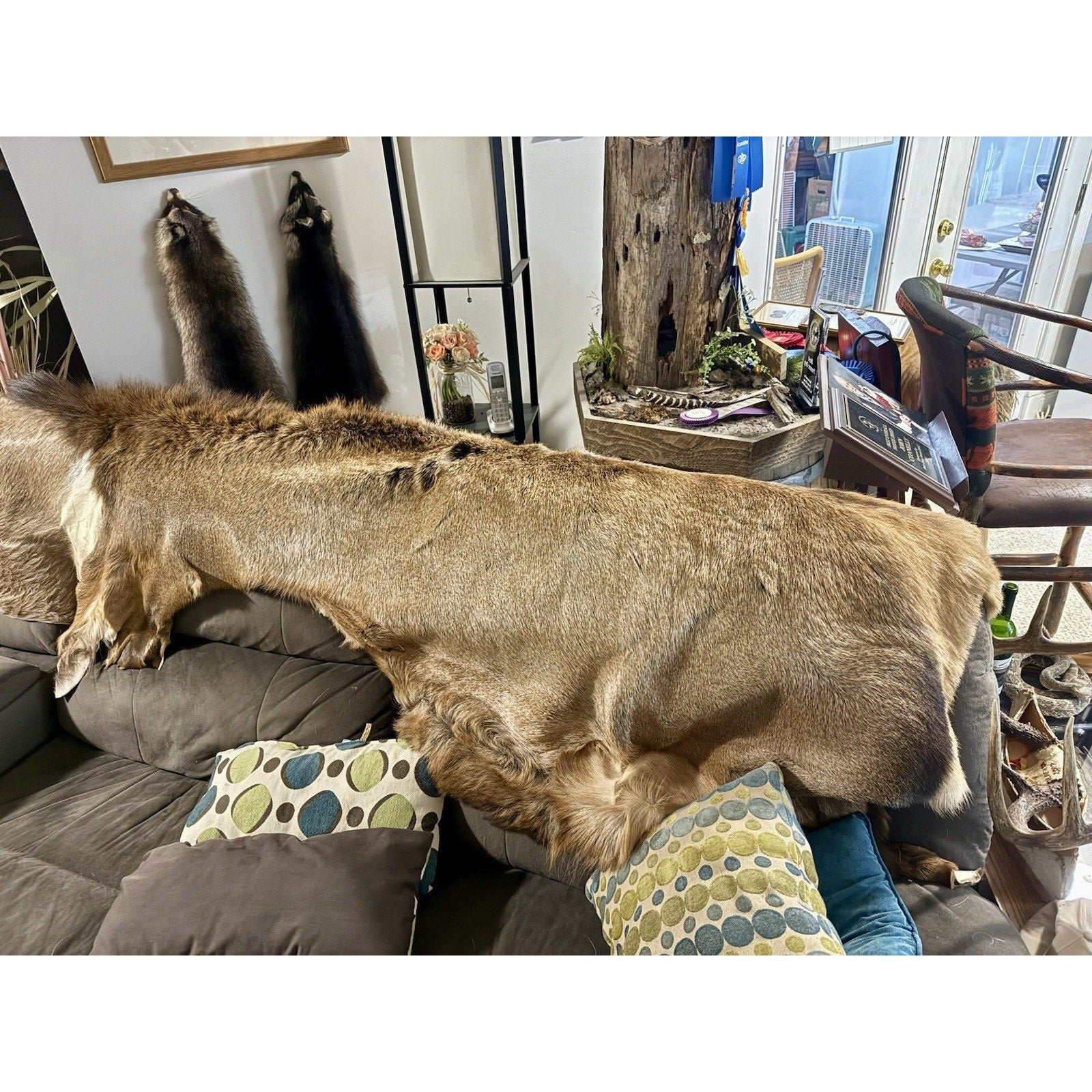 FHBD0826E - Full Size Elk Back Skin Hide