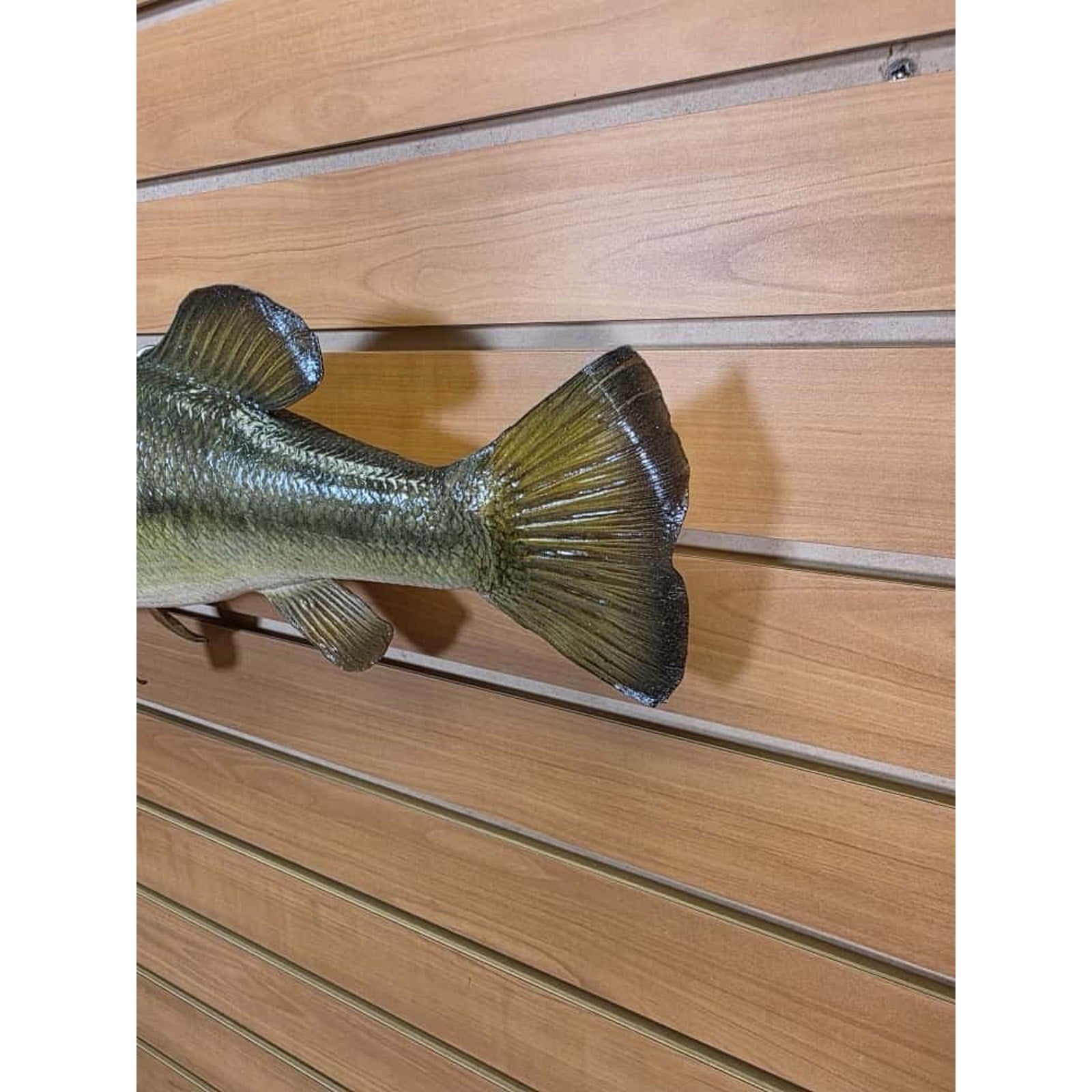 JTV212 - Real Skin Bass Fish Taxidermy Mount 20”