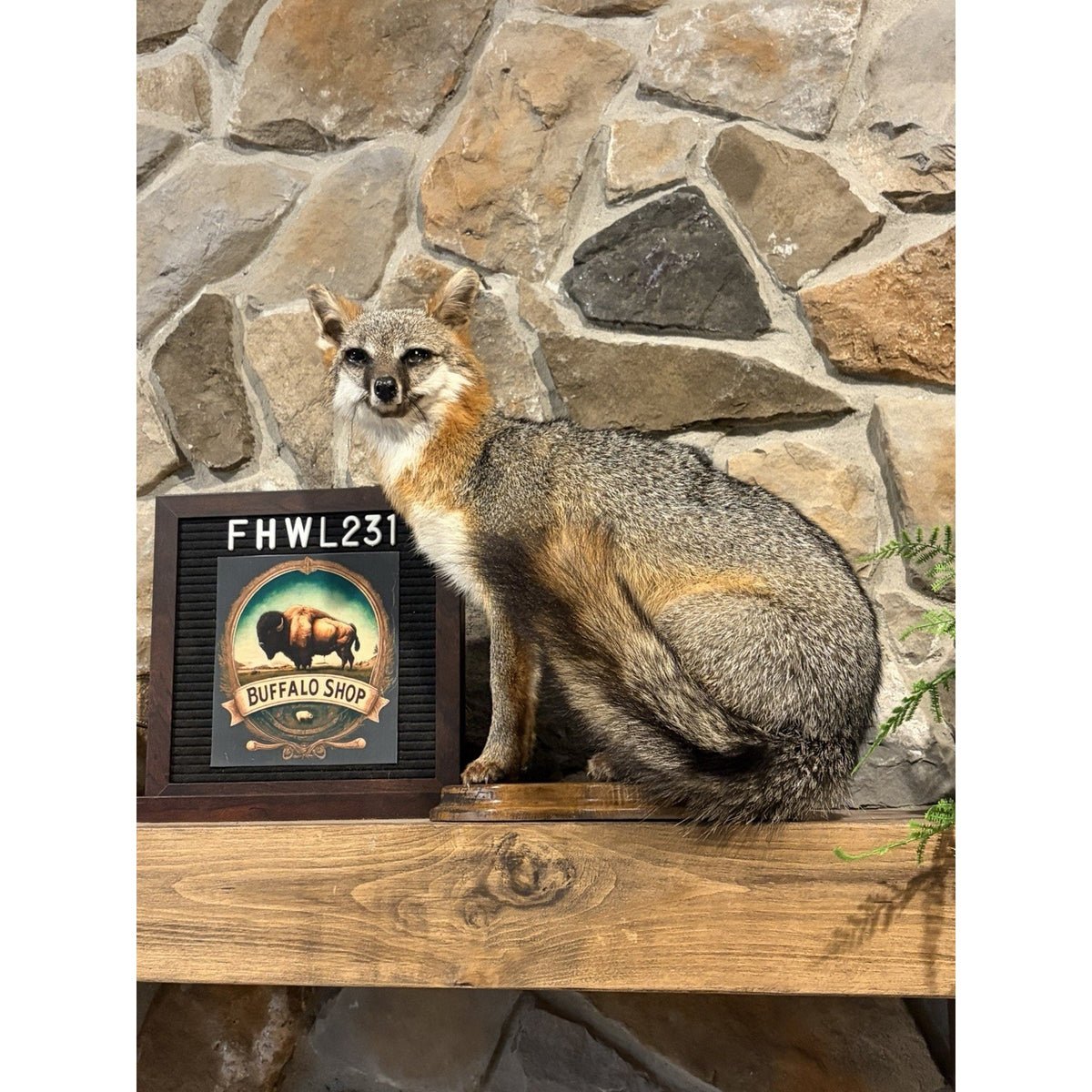 FHWL231- Grey Fox Taxidermy Full Body Mount Cabin Camp Man Cave