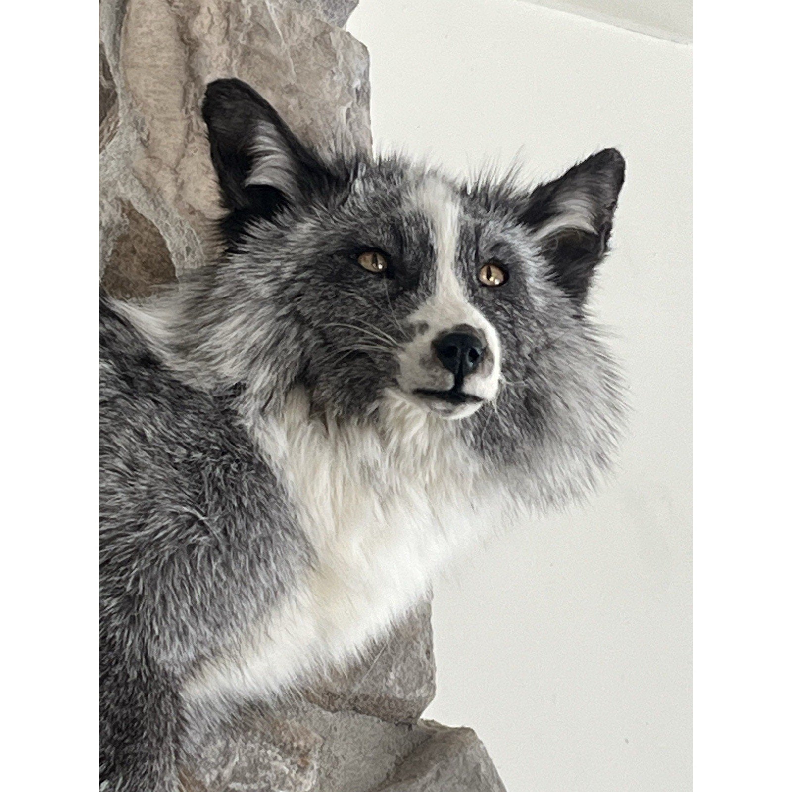FHWL59 - Grey & White Ranch Fox Taxidermy Full Body Mount