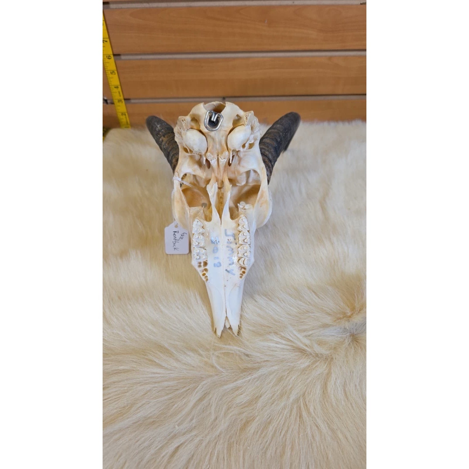JF11 - Reedbuck Real Skull Taxidermy