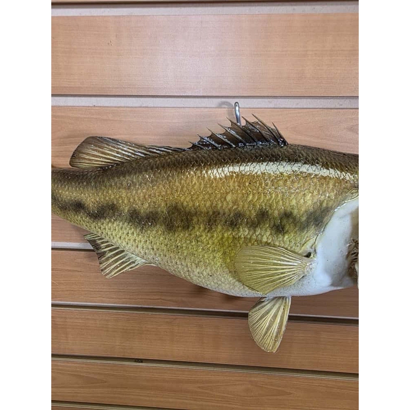 JTV206 - bass 19” Real Skin Fish Taxidermy Mount