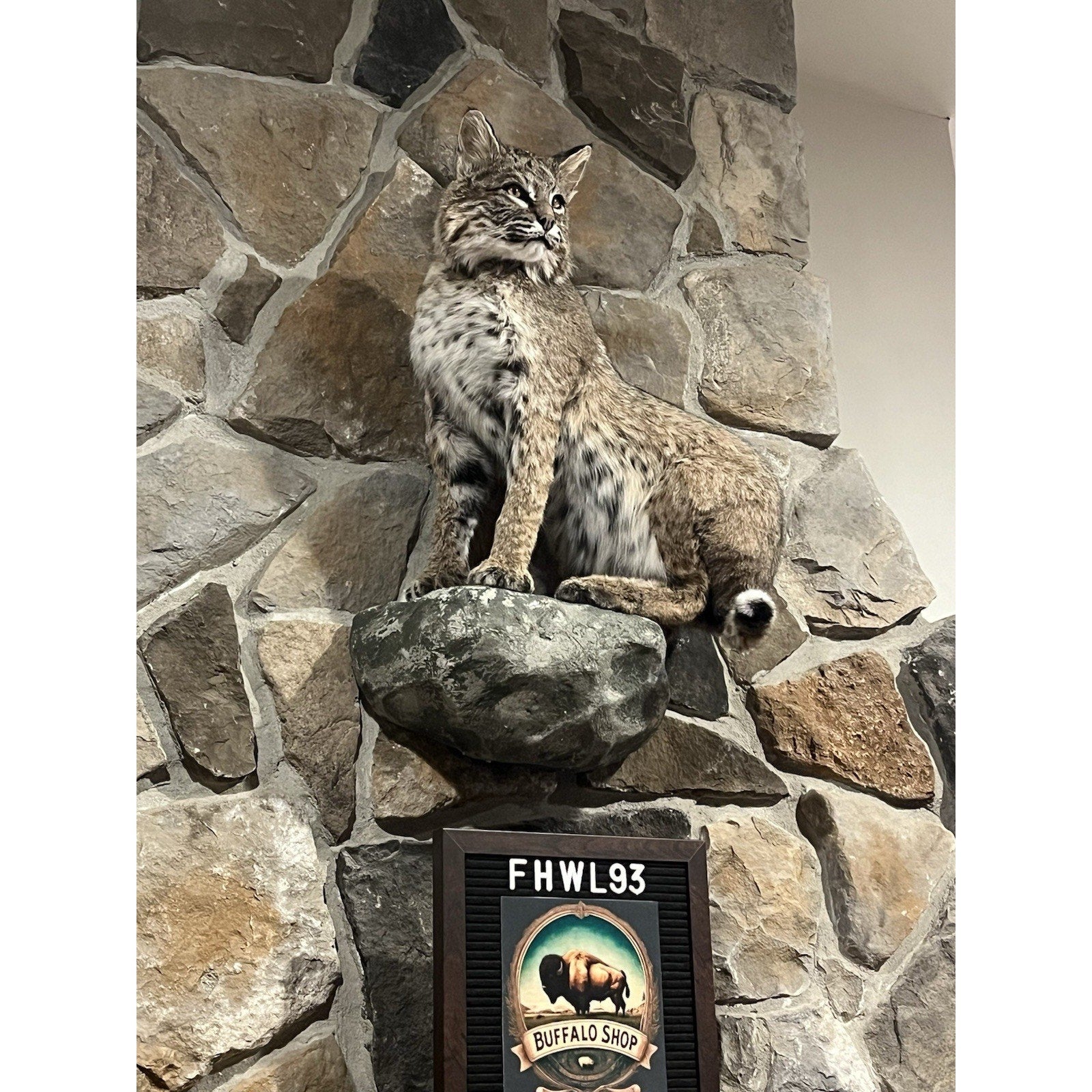 FHWL93 - Bobcat Taxidermy Full Body Mount
